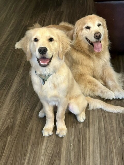 Rehoming 10-month male Golden Retriever image 2