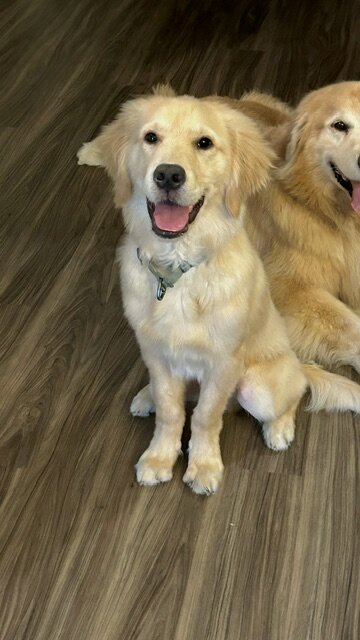 Rehoming 10-month male Golden Retriever image 4