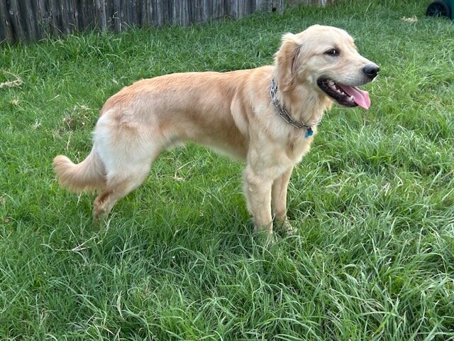 Rehoming 10-month male Golden Retriever image 1