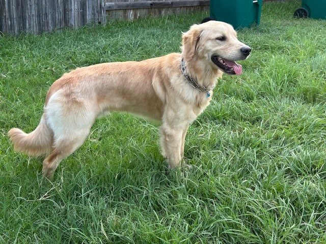 Rehoming 10-month male Golden Retriever image 3