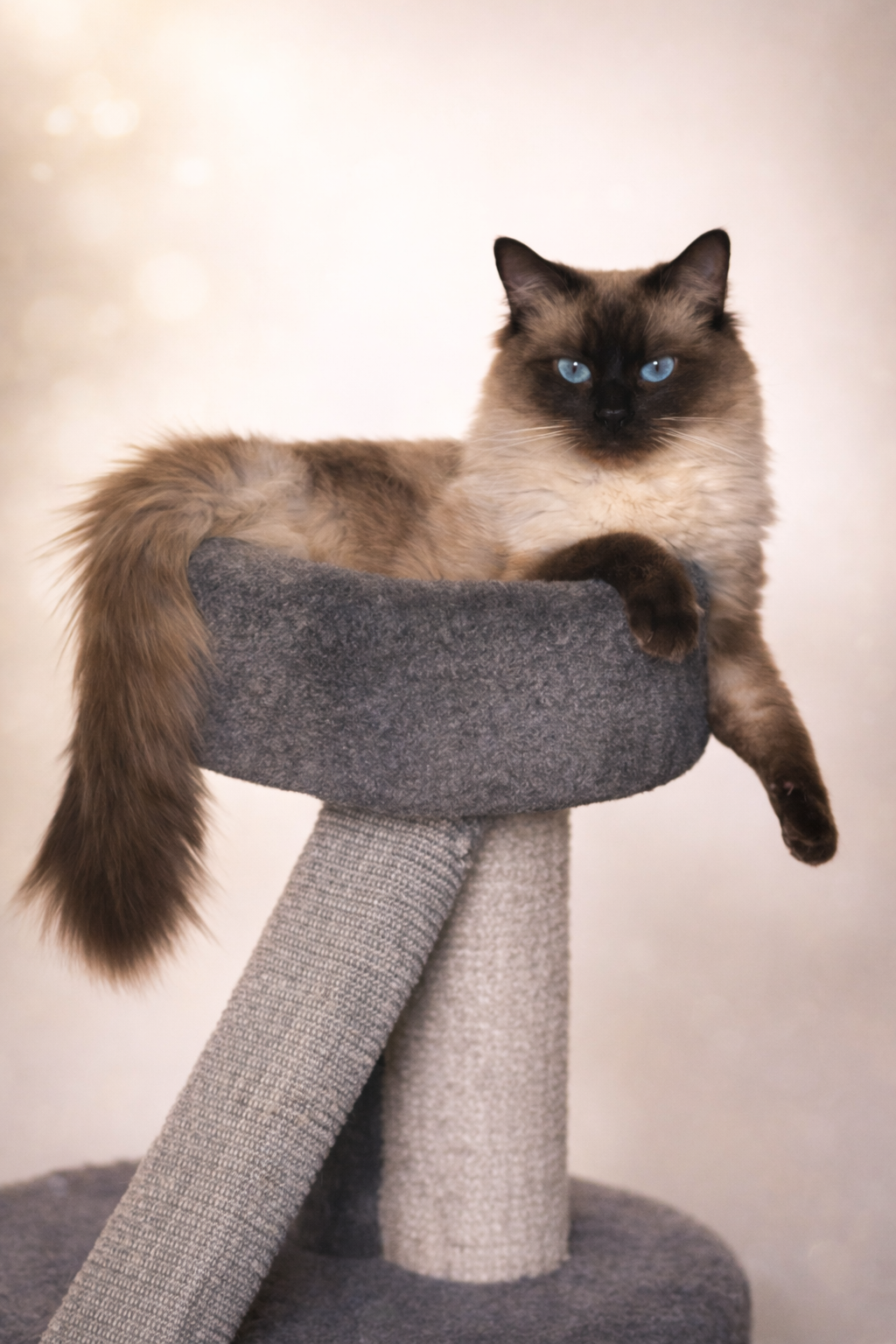 Mainecoon x Ragdoll Kittens image 3