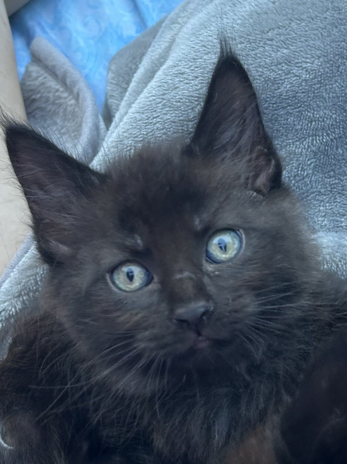 Mainecoon x Ragdoll Kittens image 9