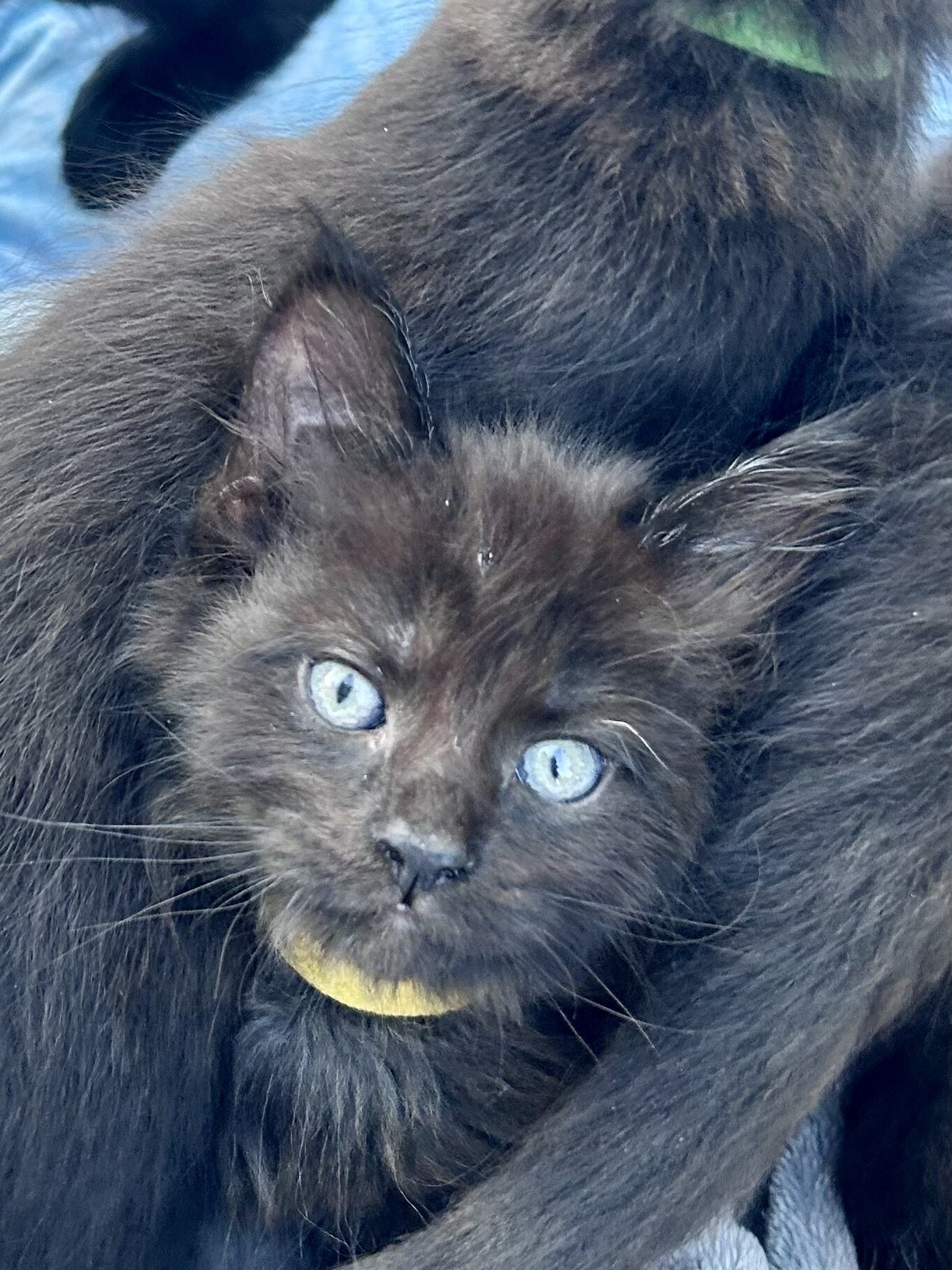Mainecoon x Ragdoll Kittens image 8