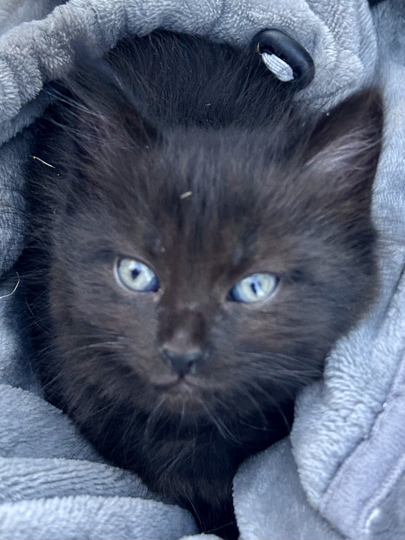 Mainecoon x Ragdoll Kittens image 7