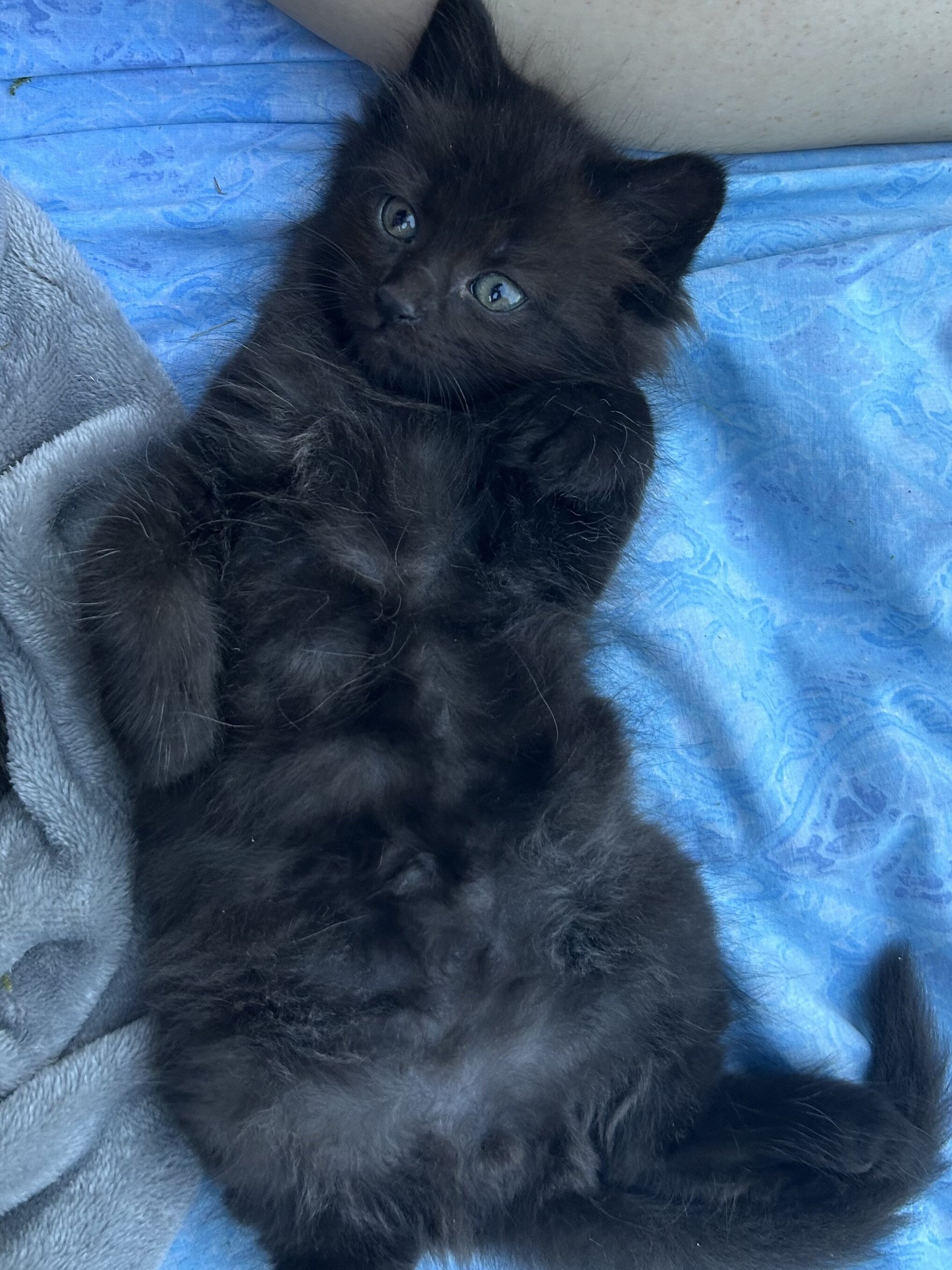 Mainecoon x Ragdoll Kittens image 6