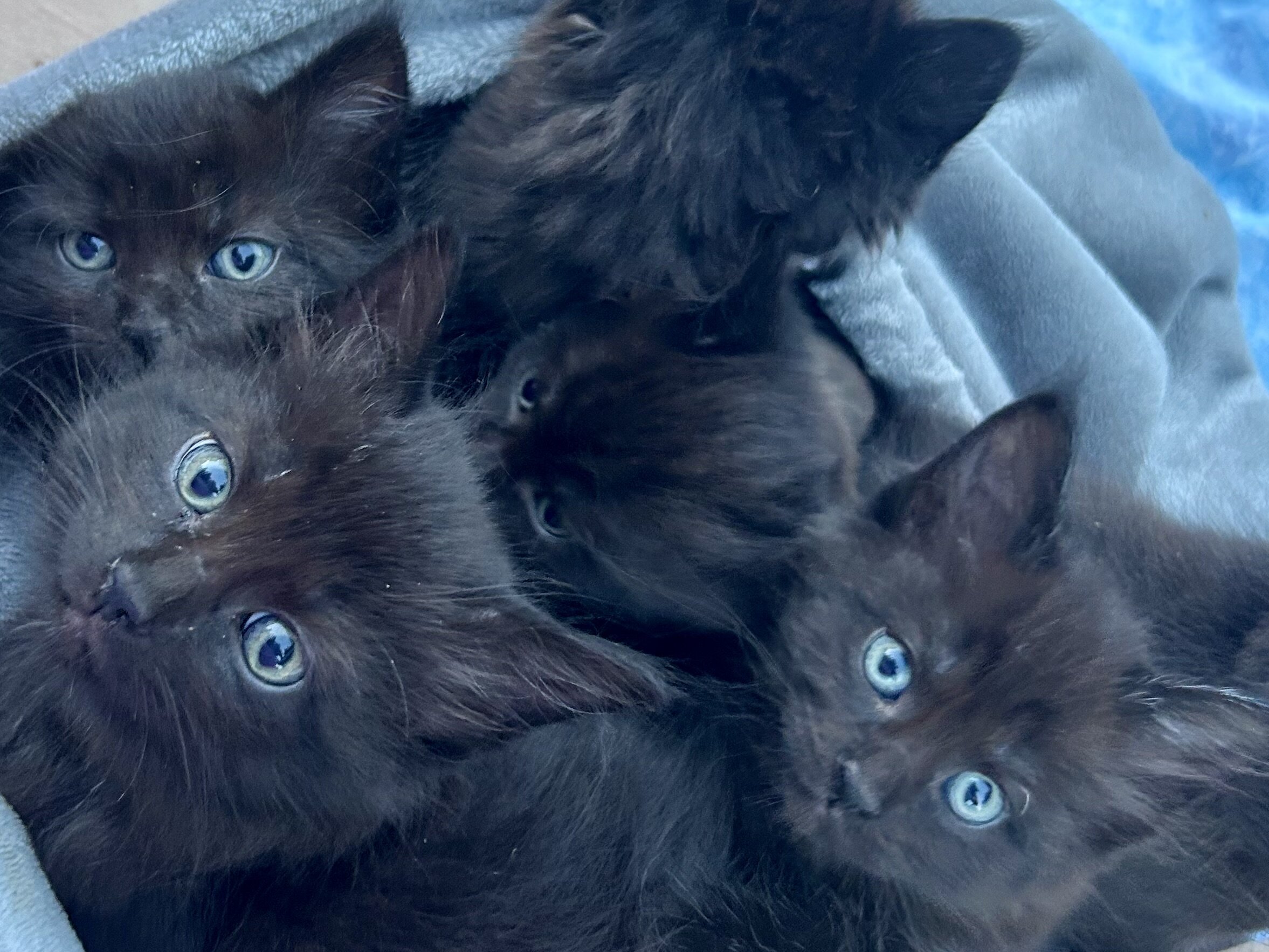 Mainecoon x Ragdoll Kittens image 5