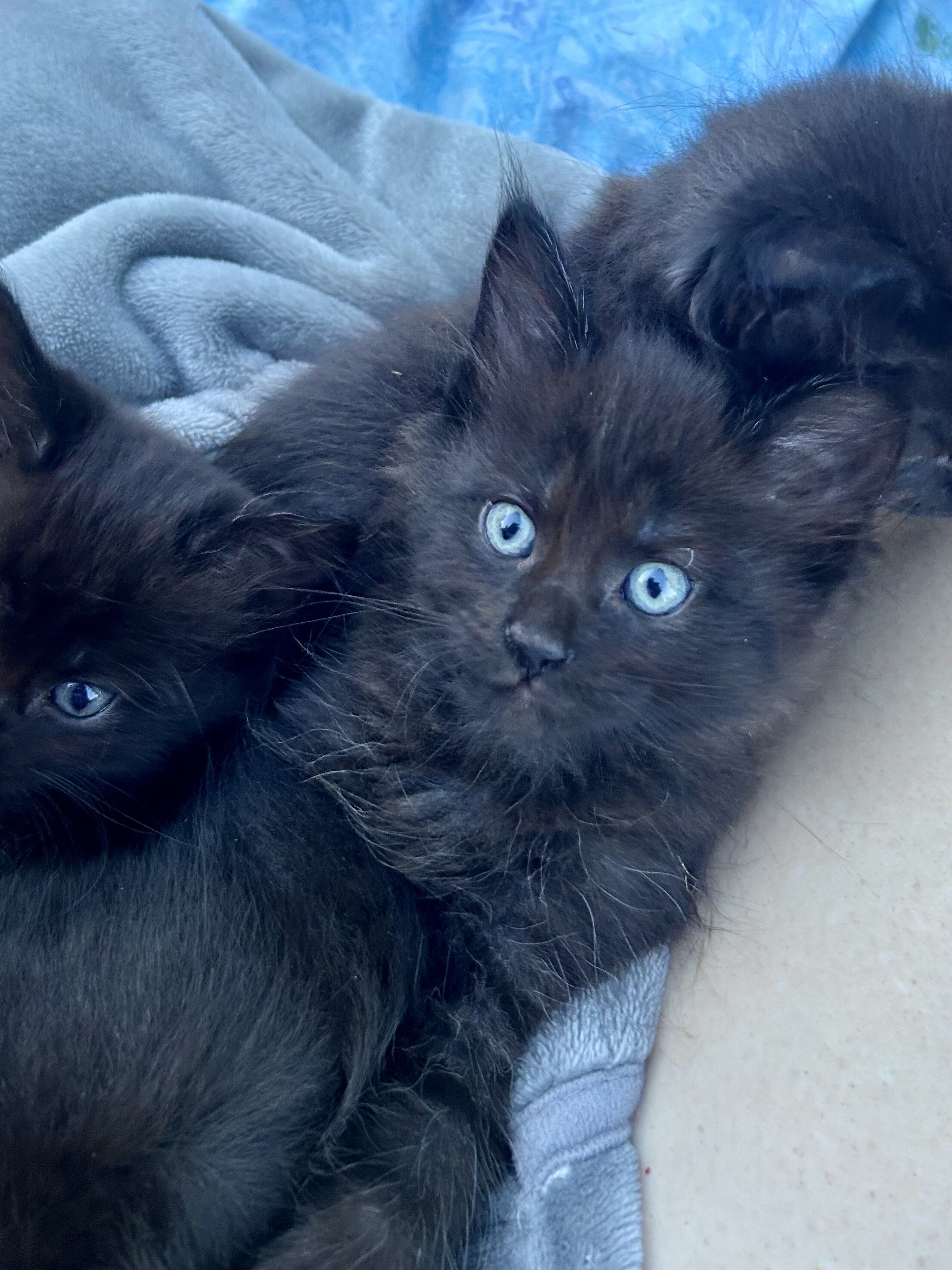 Mainecoon x Ragdoll Kittens image 4