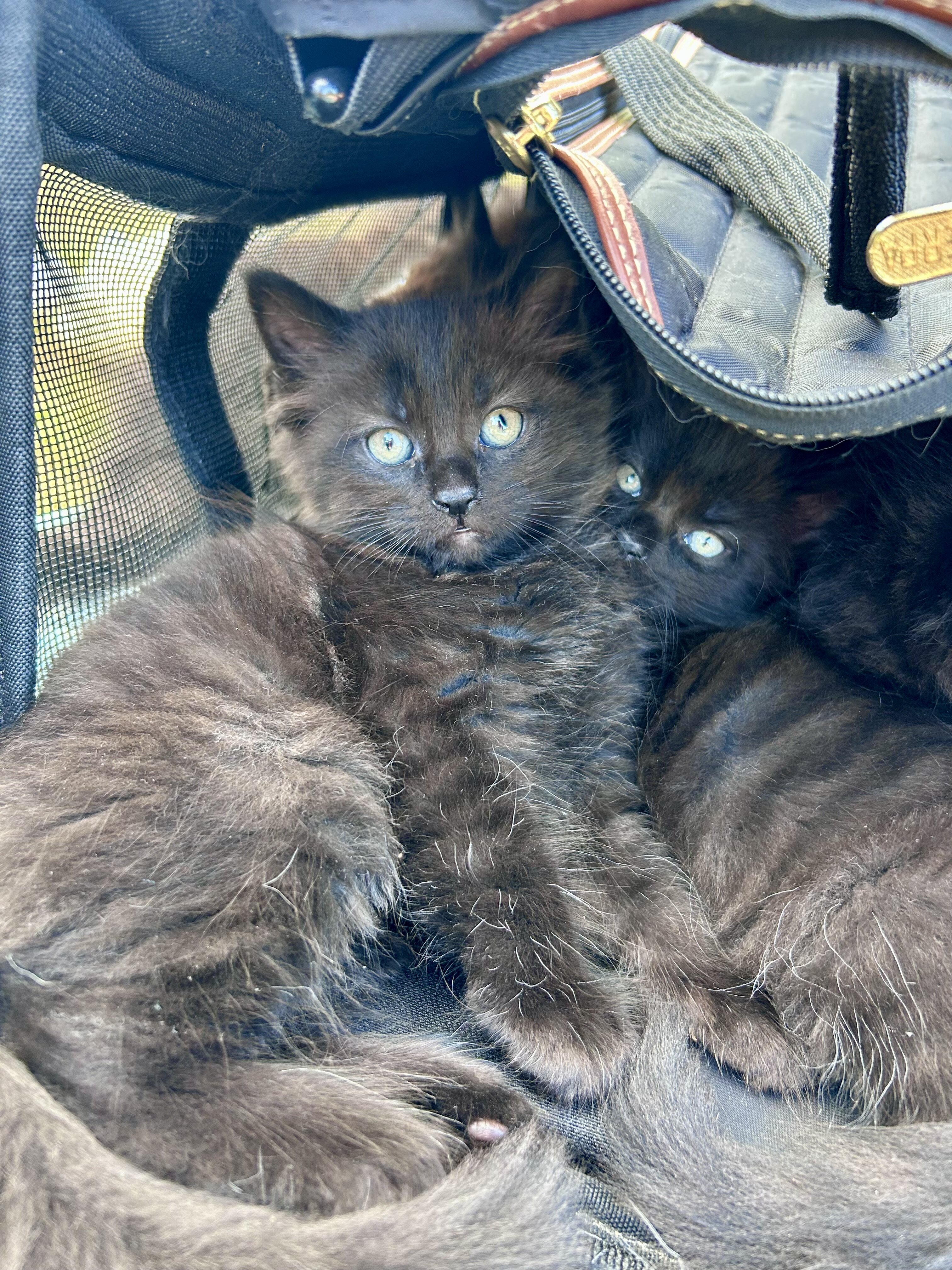 Mainecoon x Ragdoll Kittens image 2