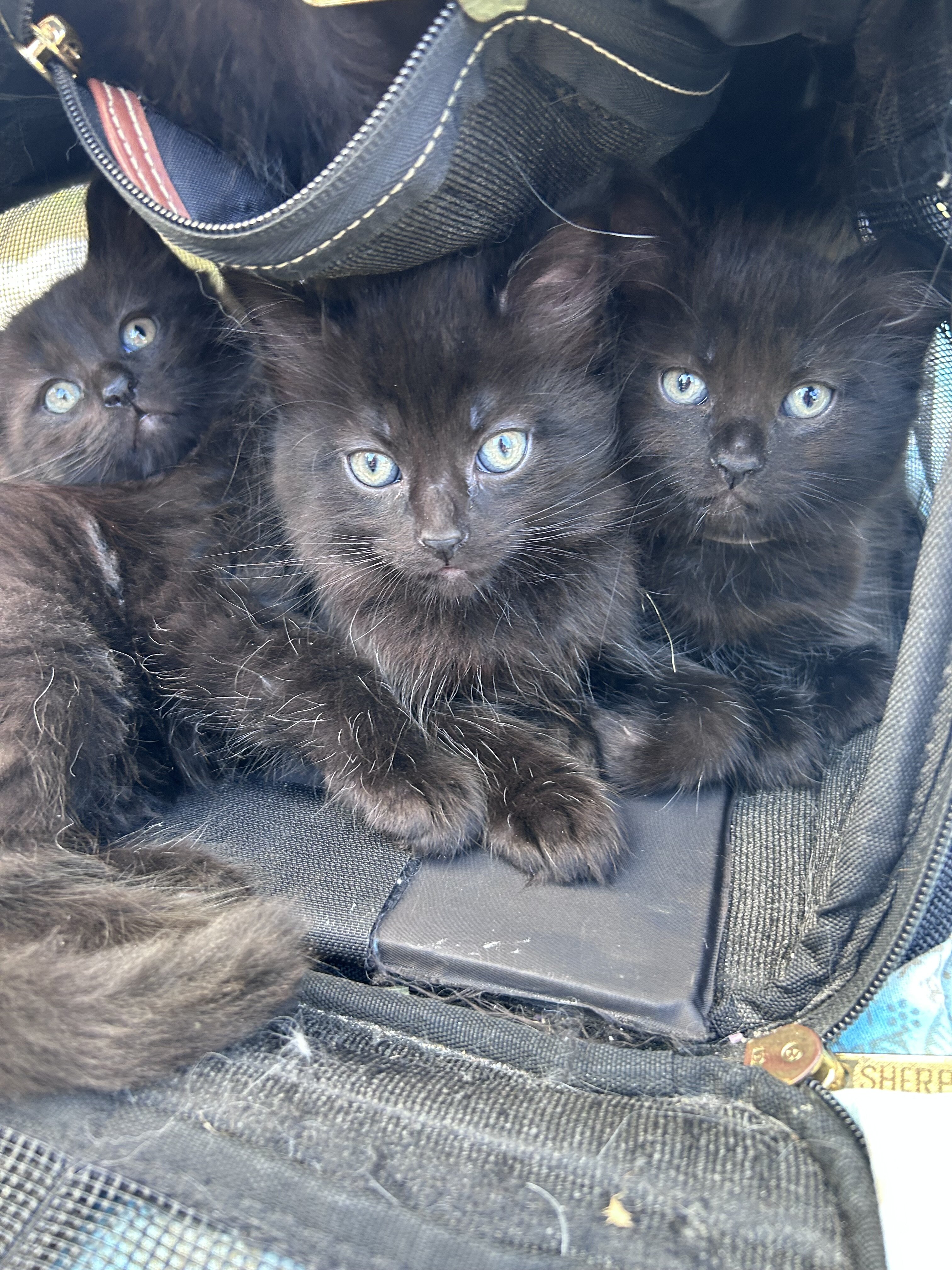 Mainecoon x Ragdoll Kittens image 1