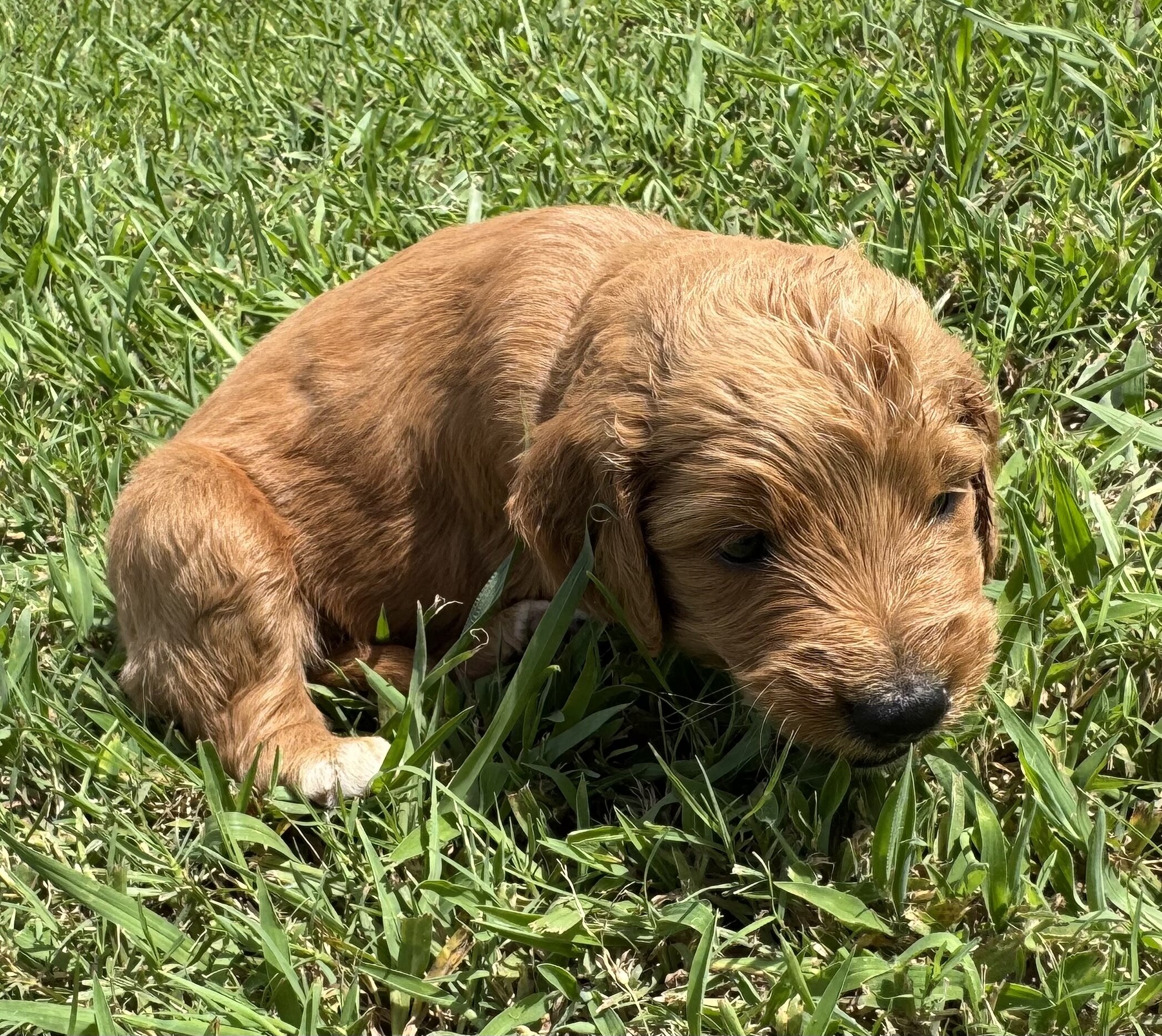 Goldendoodle image 3