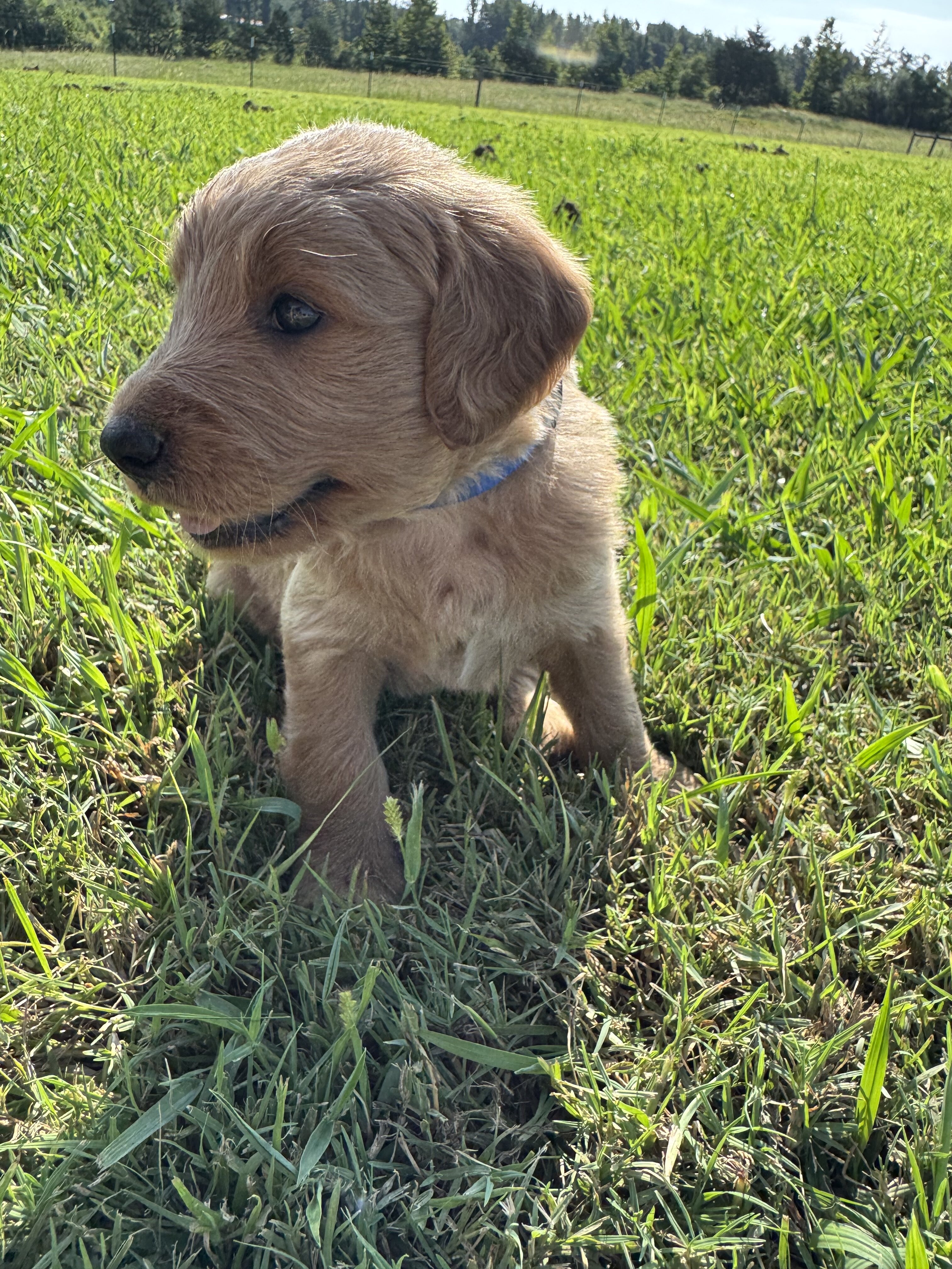 Goldendoodle image 4