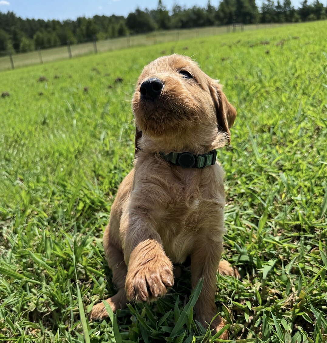 Goldendoodle image 7