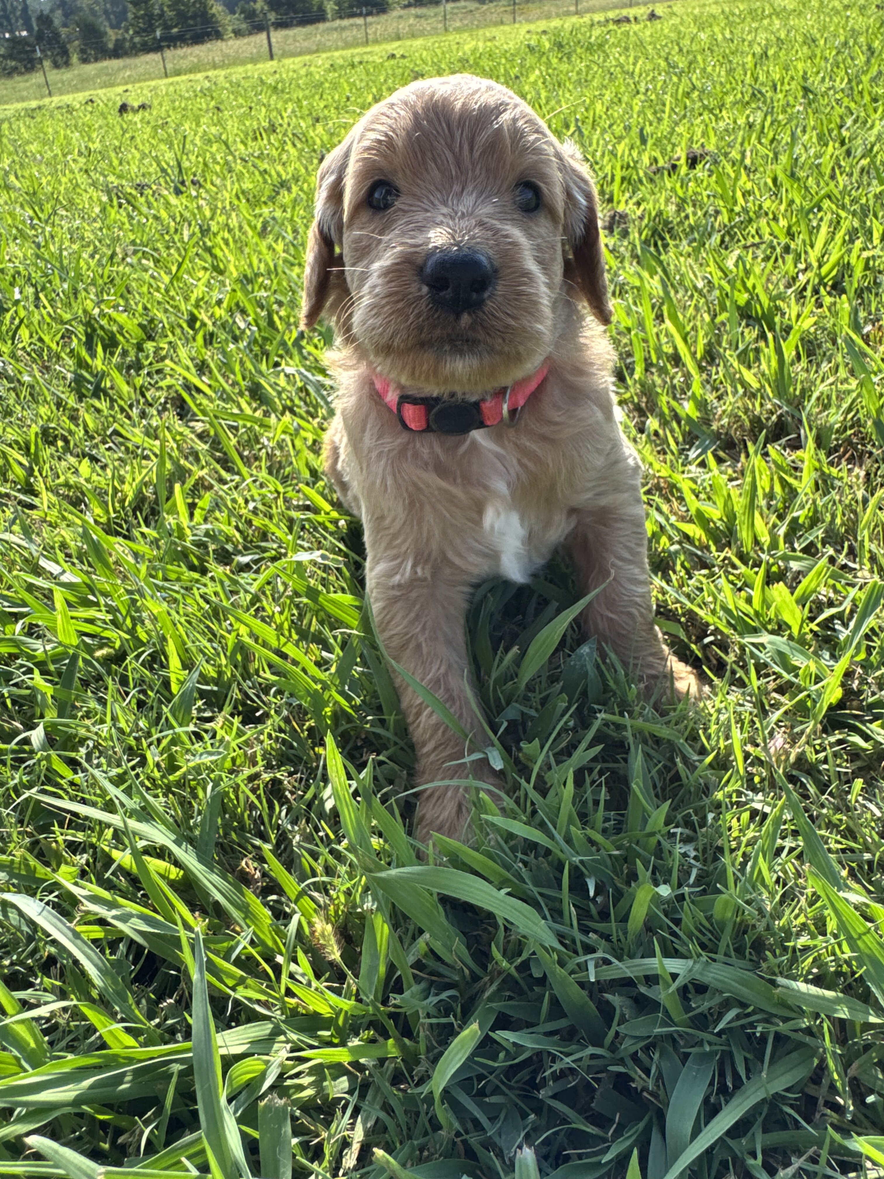 Goldendoodle image 6