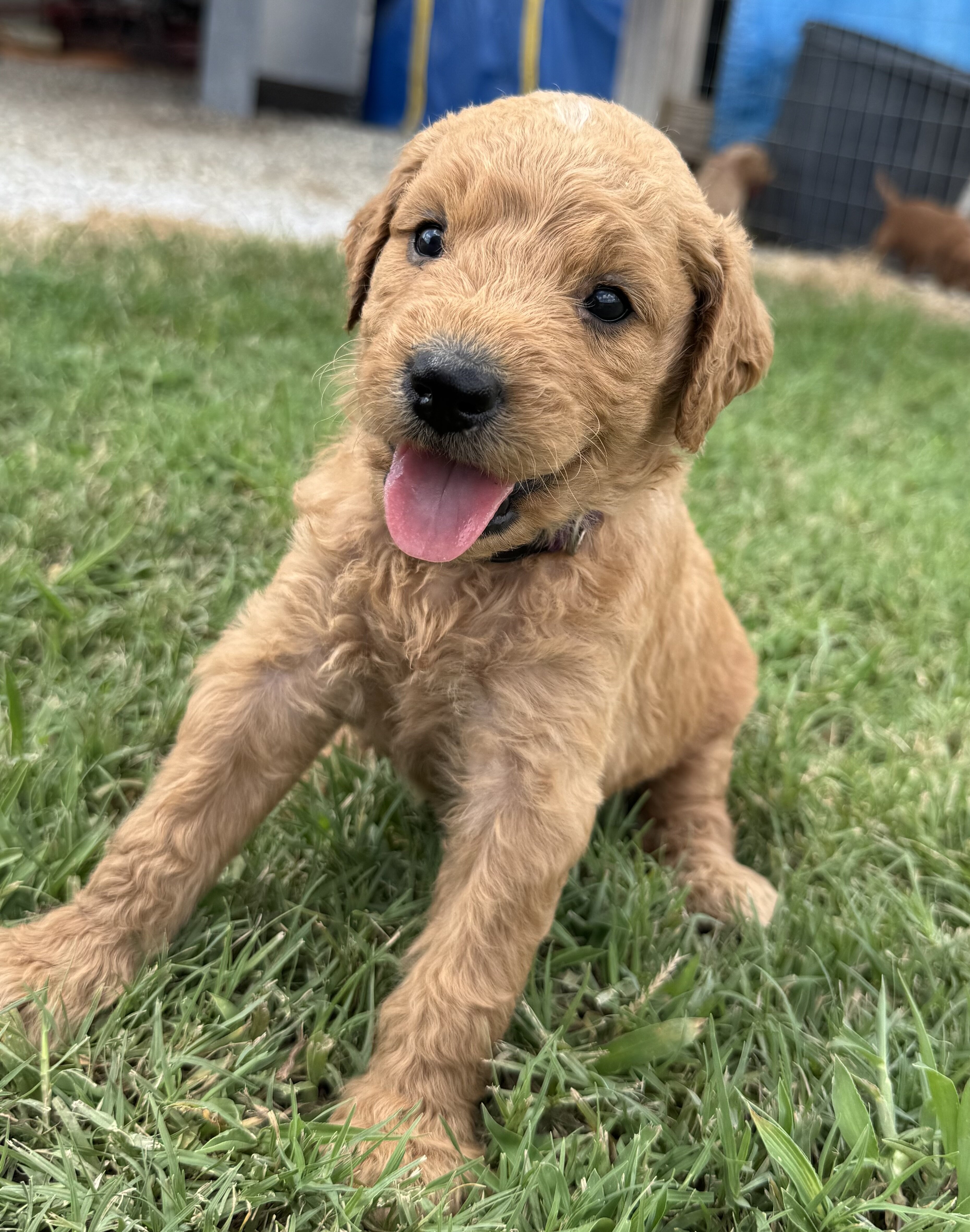 Goldendoodle image 2