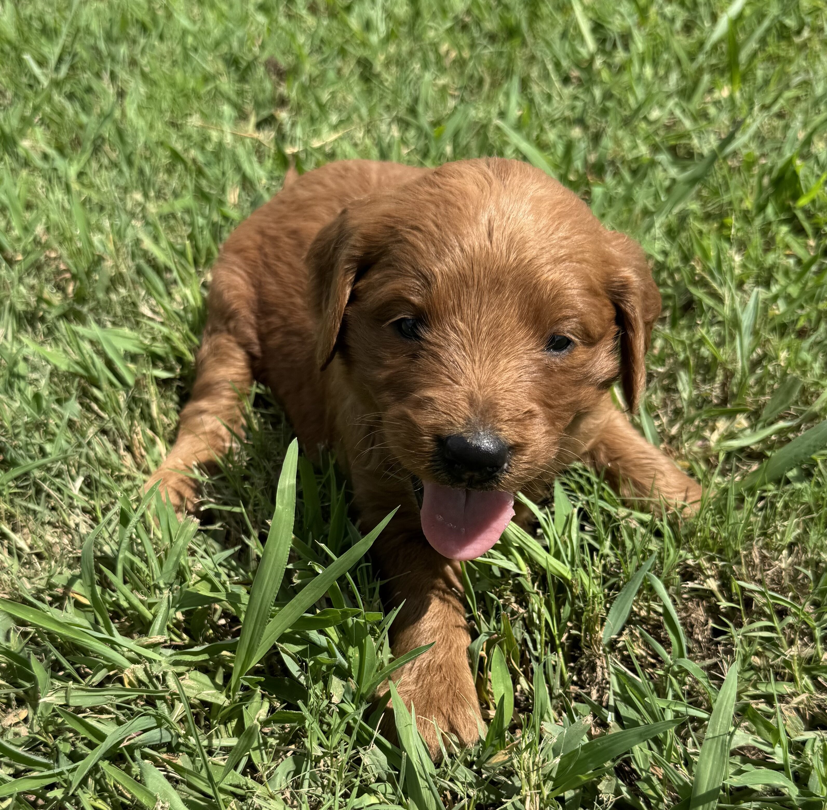 Goldendoodle image 5