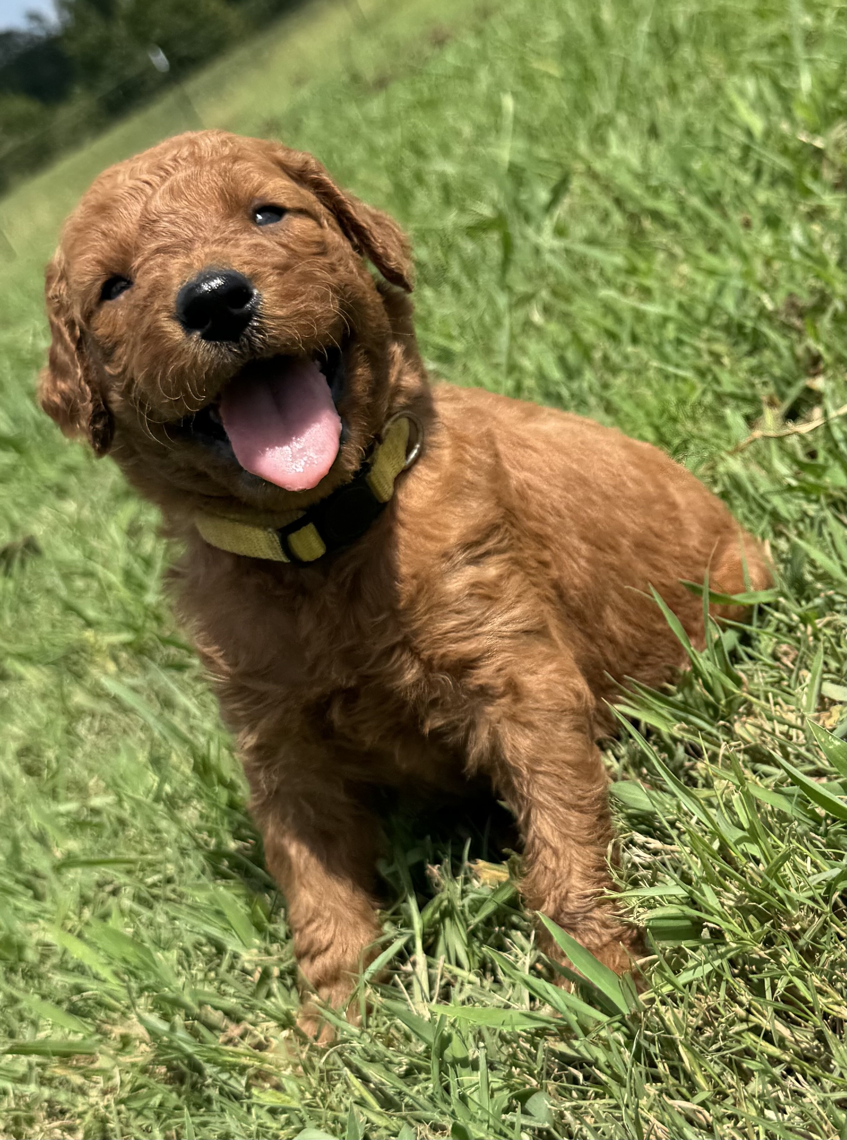 Goldendoodle image 1
