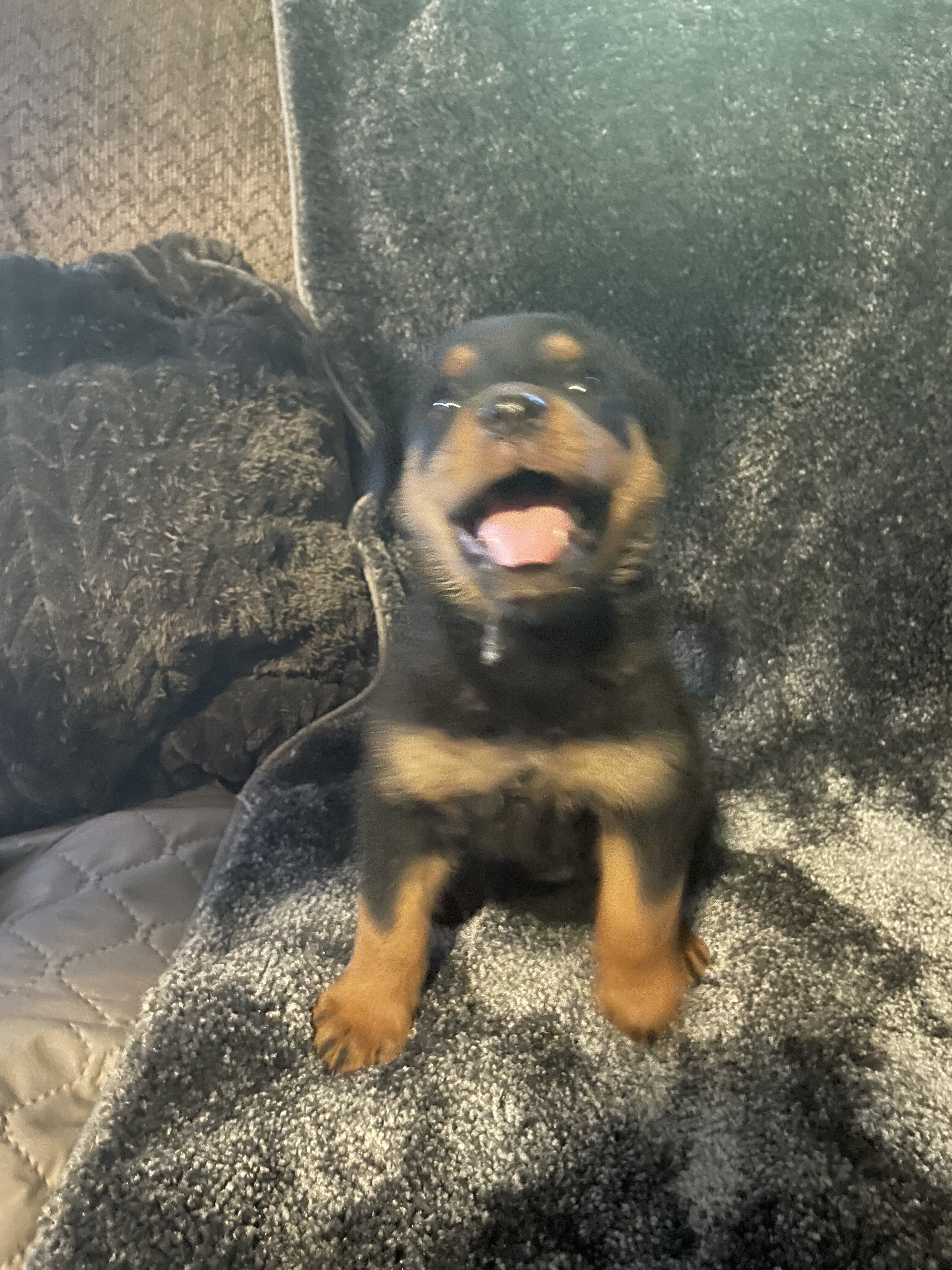 Rottweiler puppies for sale image 5