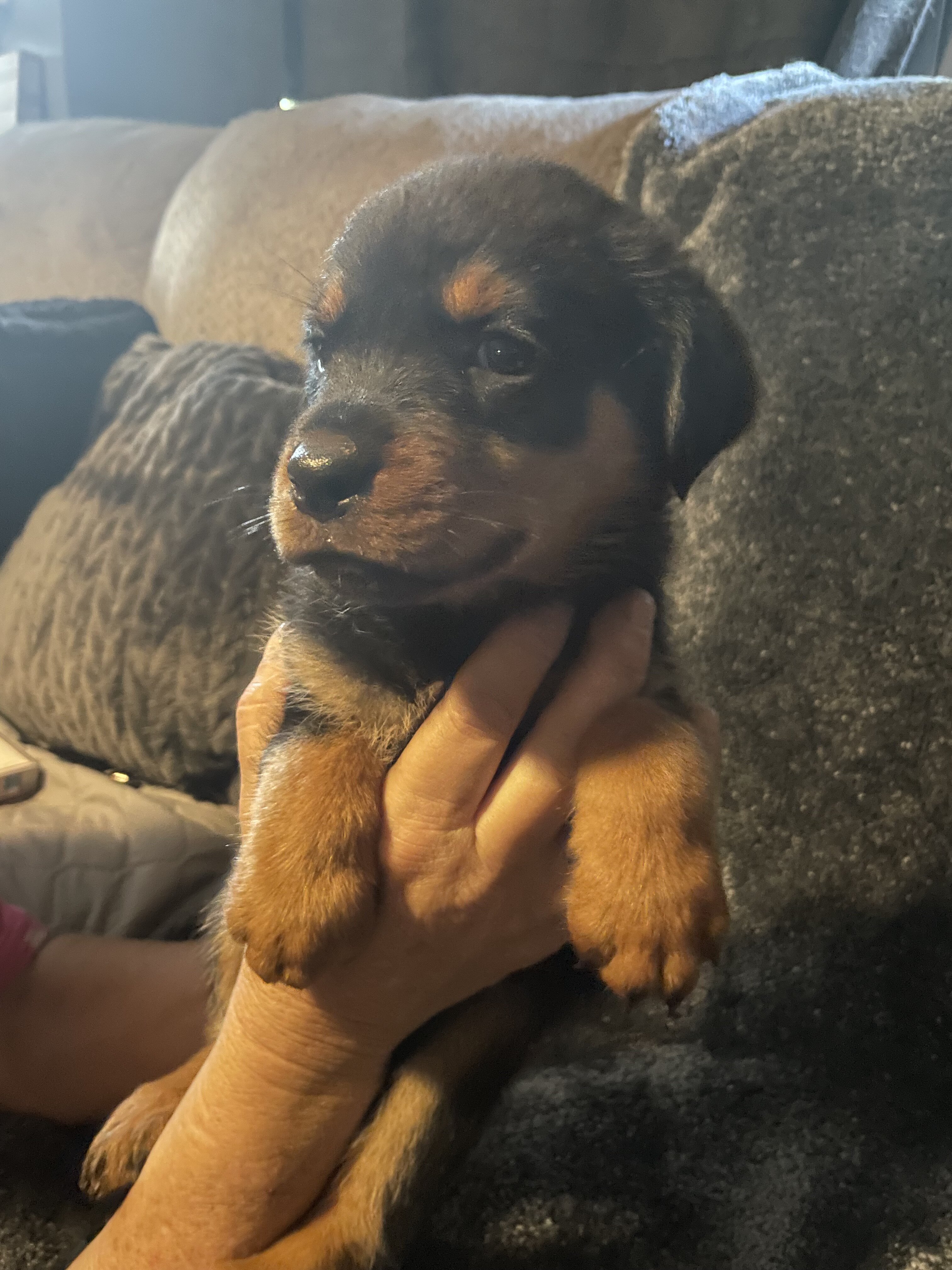 Rottweiler puppies for sale image 1