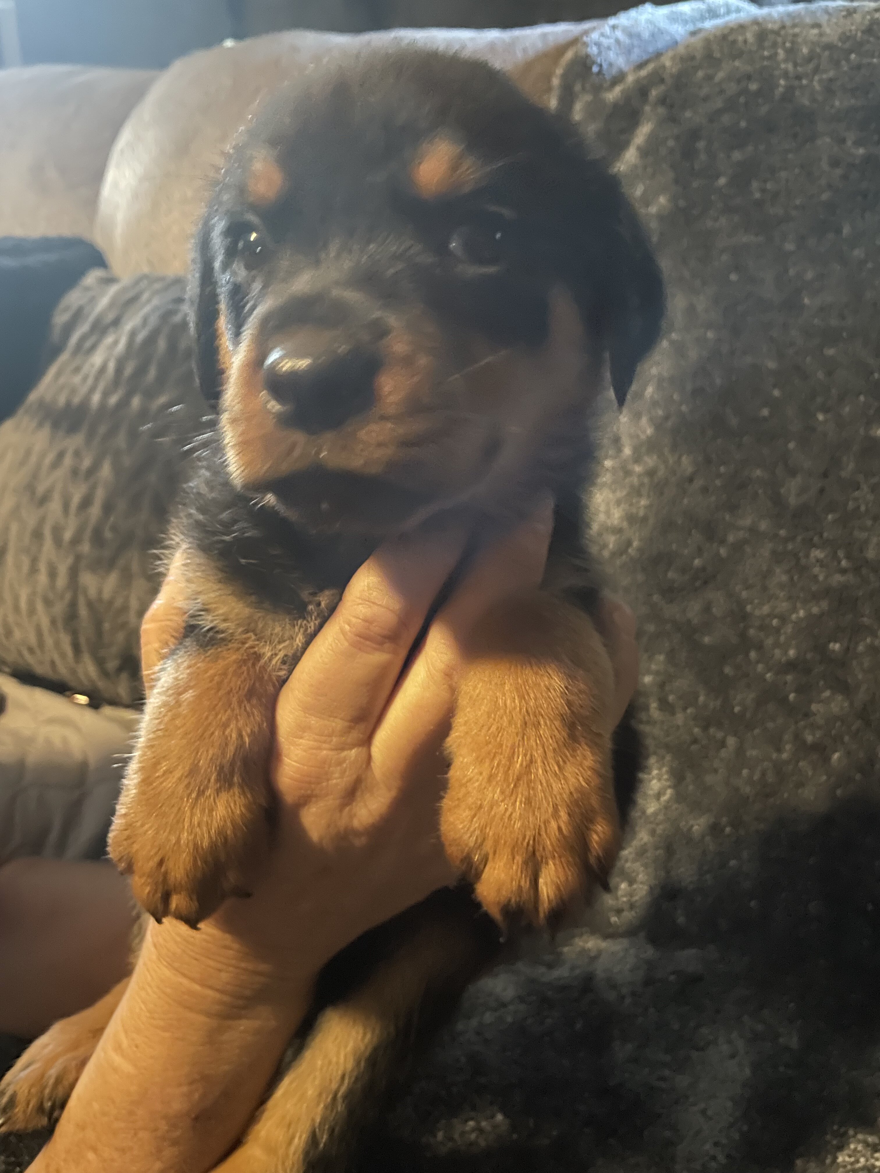 Rottweiler puppies for sale image 2