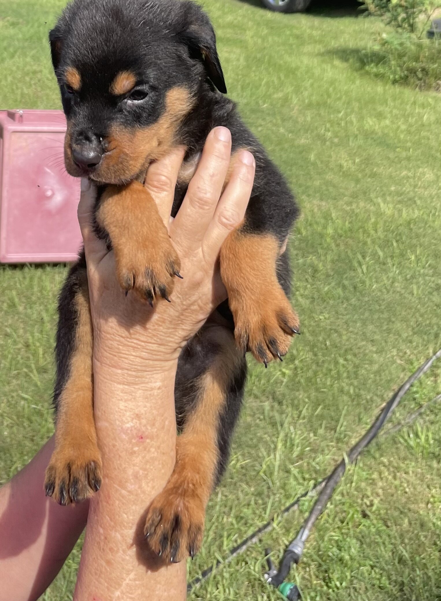 Rottweiler puppies for sale image 3