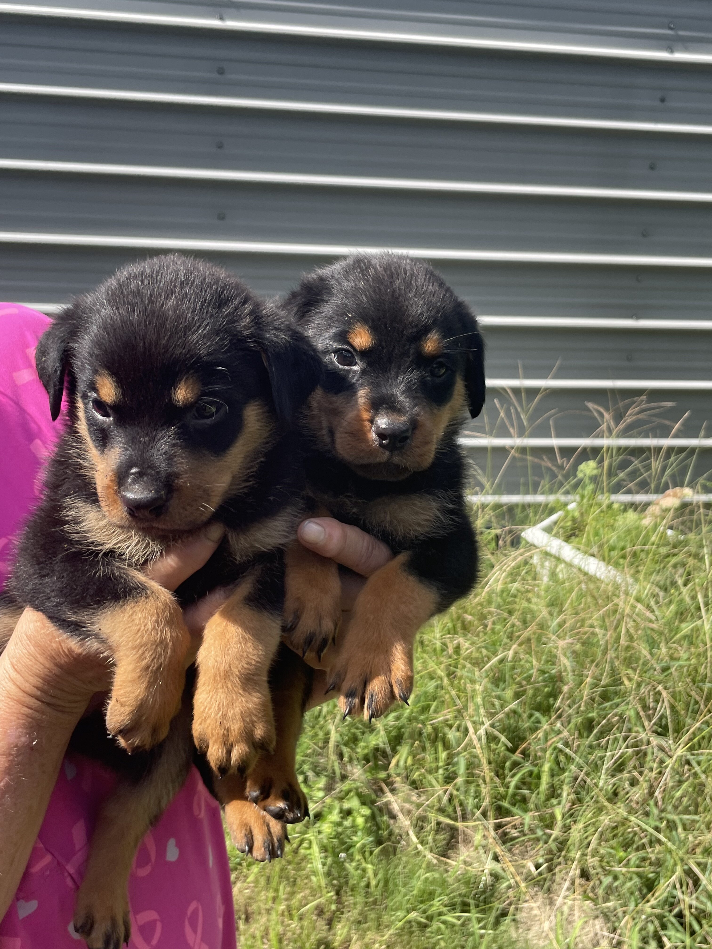 Rottweiler puppies for sale image 4