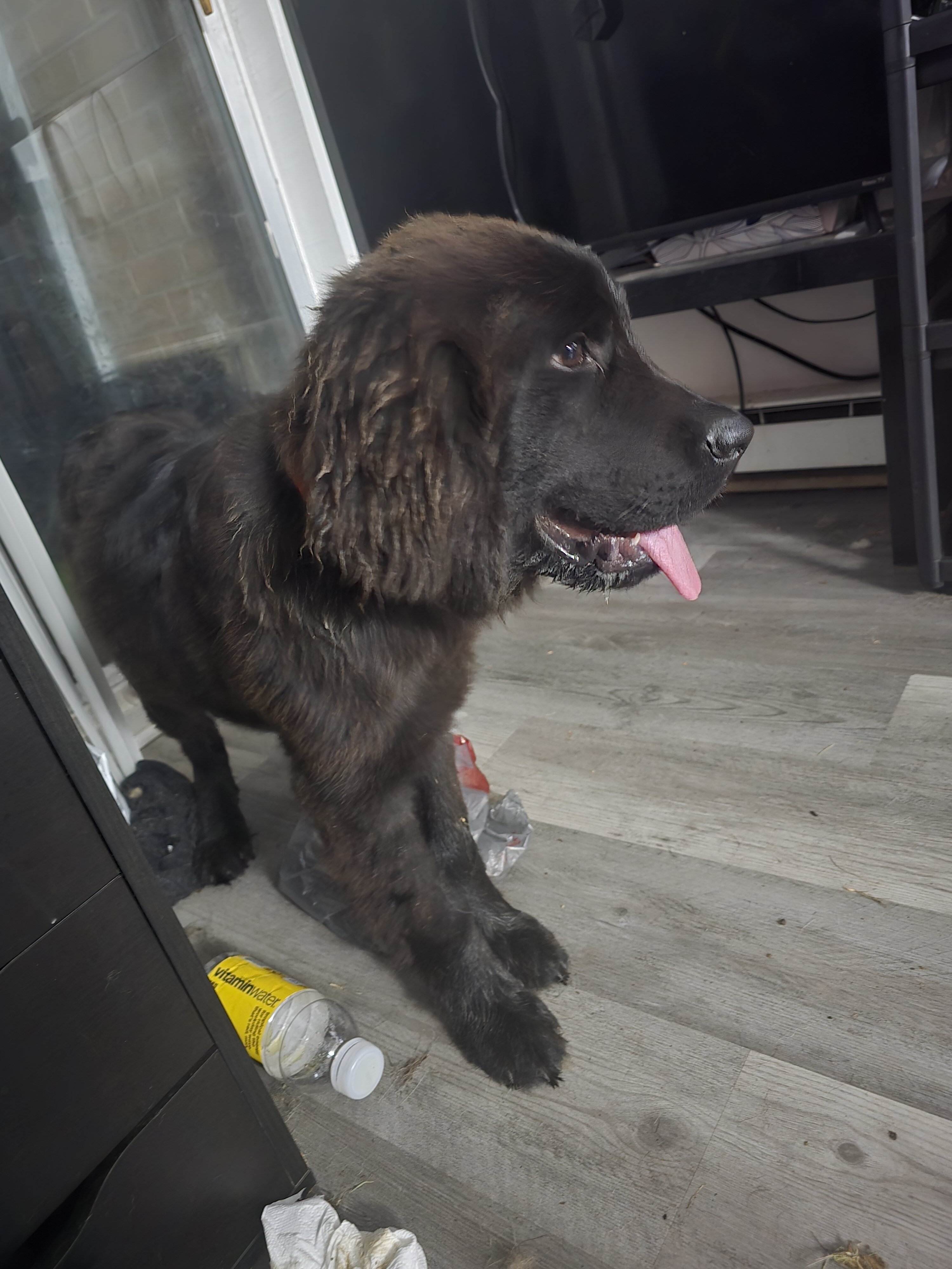 Newfoundland image 2