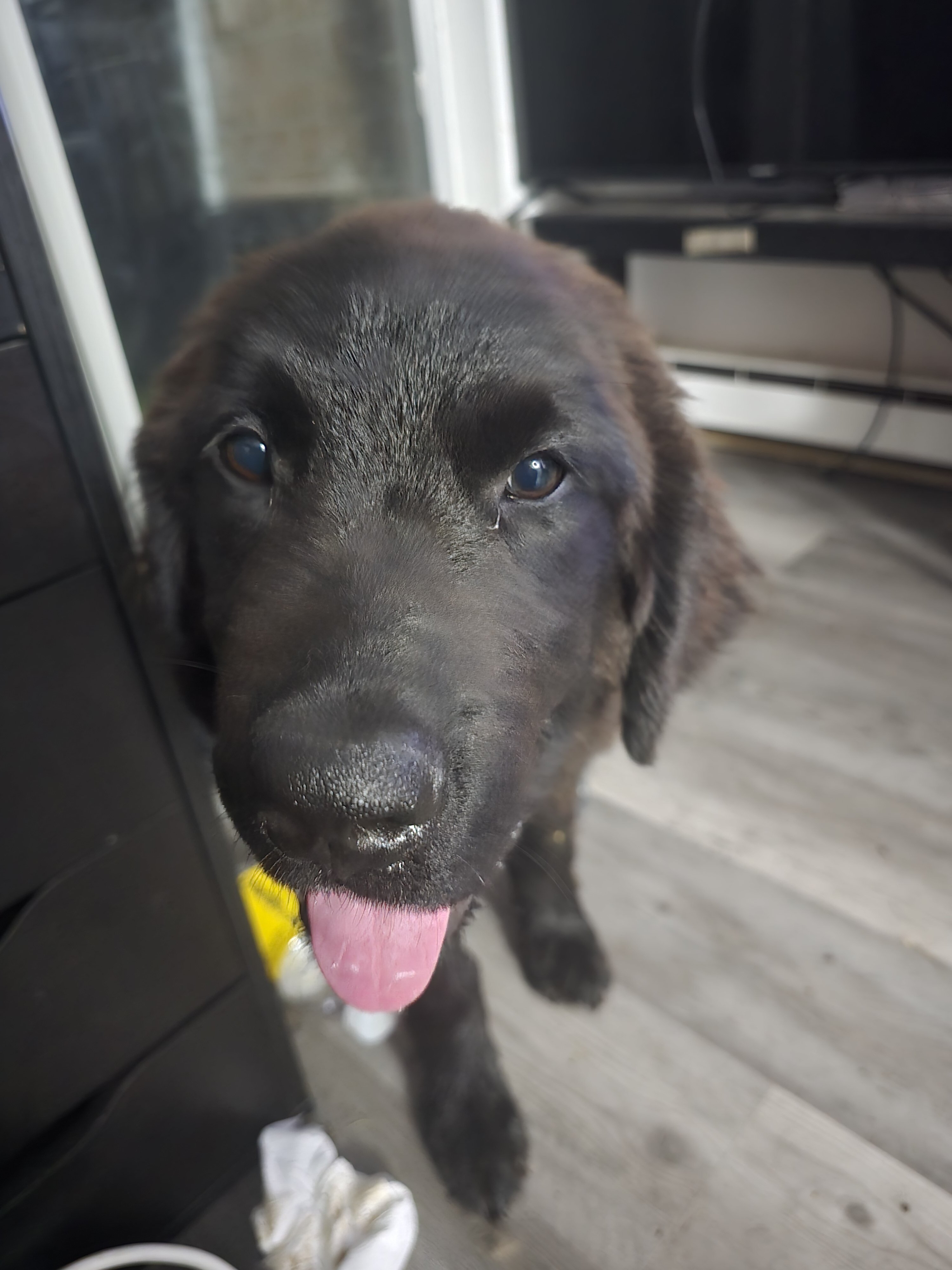 Newfoundland image 3