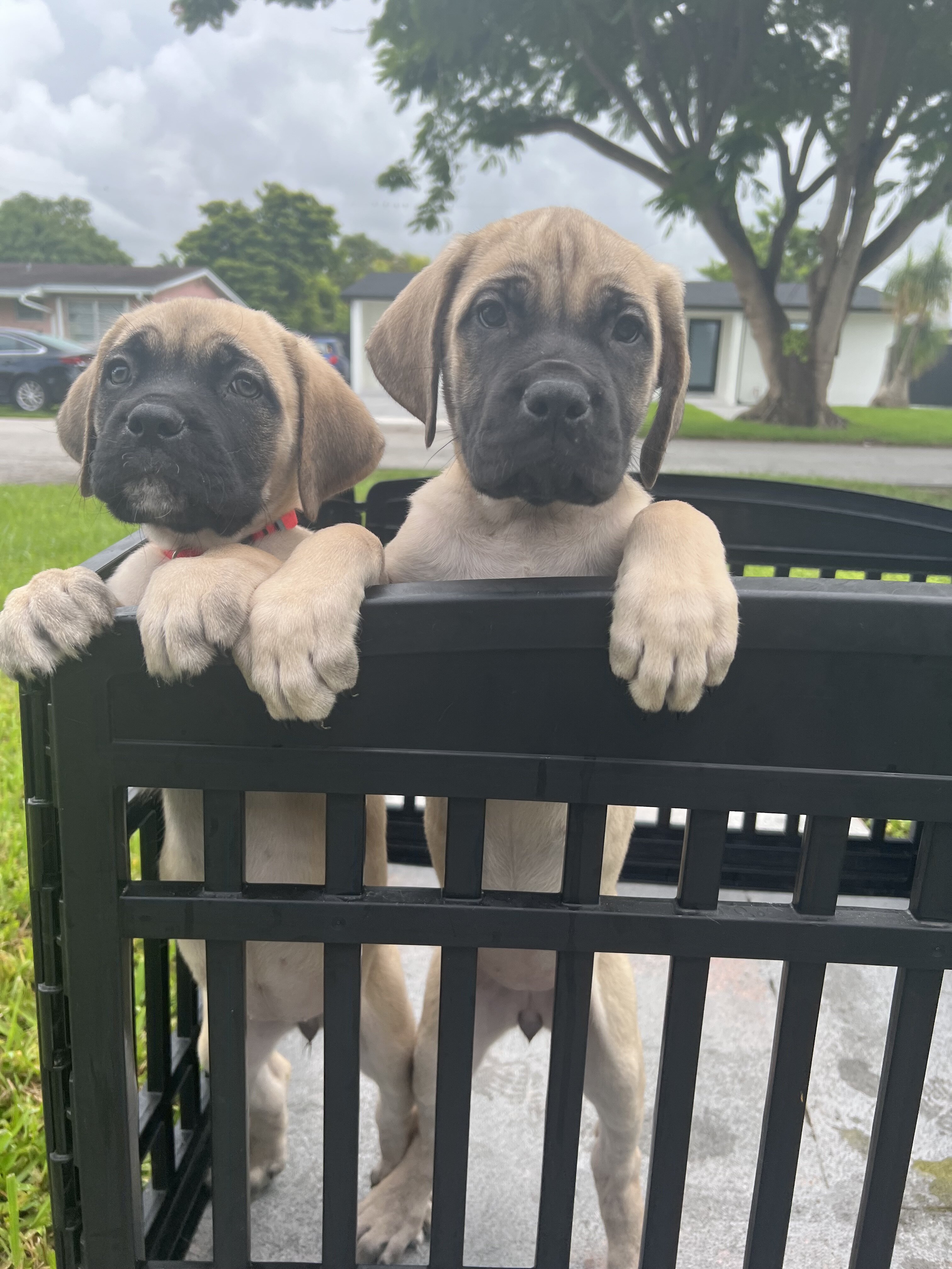 *DISCOUNTED* Cane Corso image 5