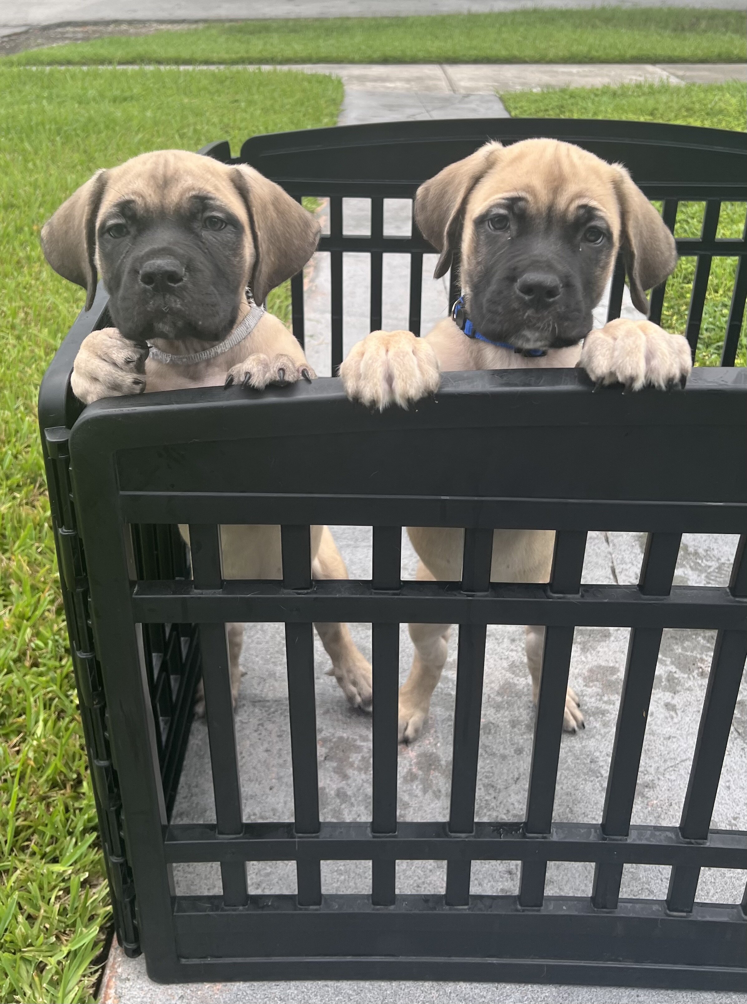 *DISCOUNTED* Cane Corso image 6