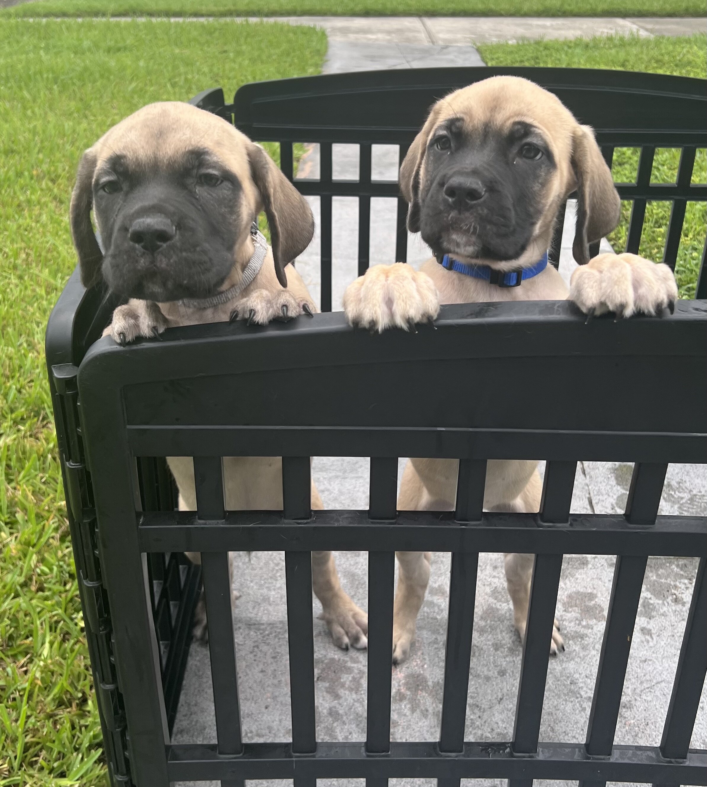*DISCOUNTED* Cane Corso image 7