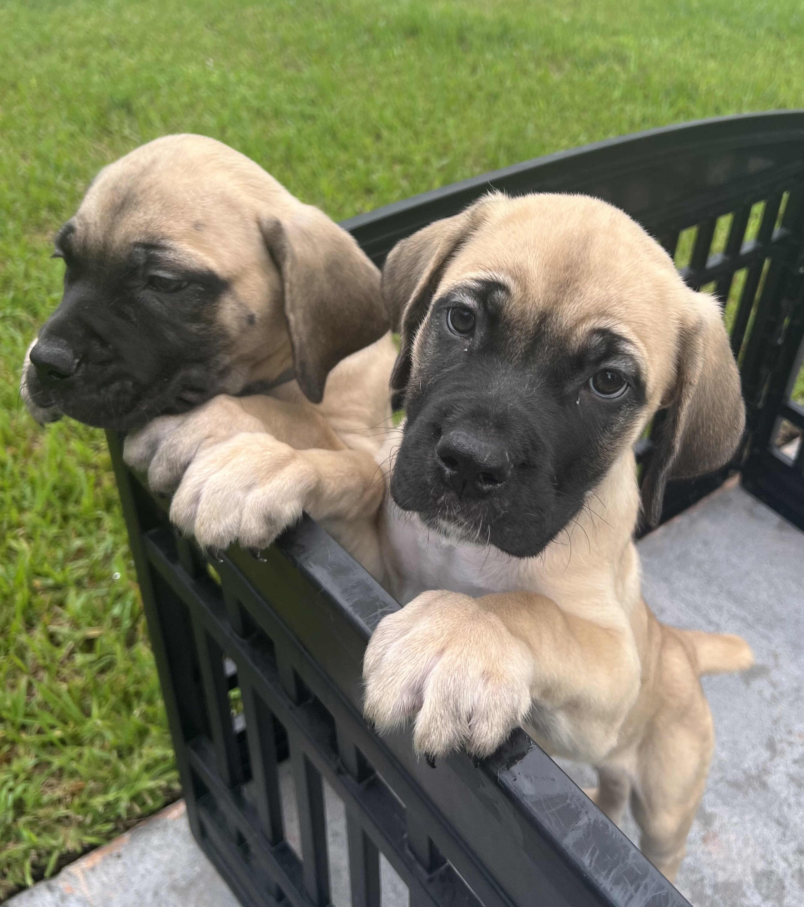 *DISCOUNTED* Cane Corso image 8