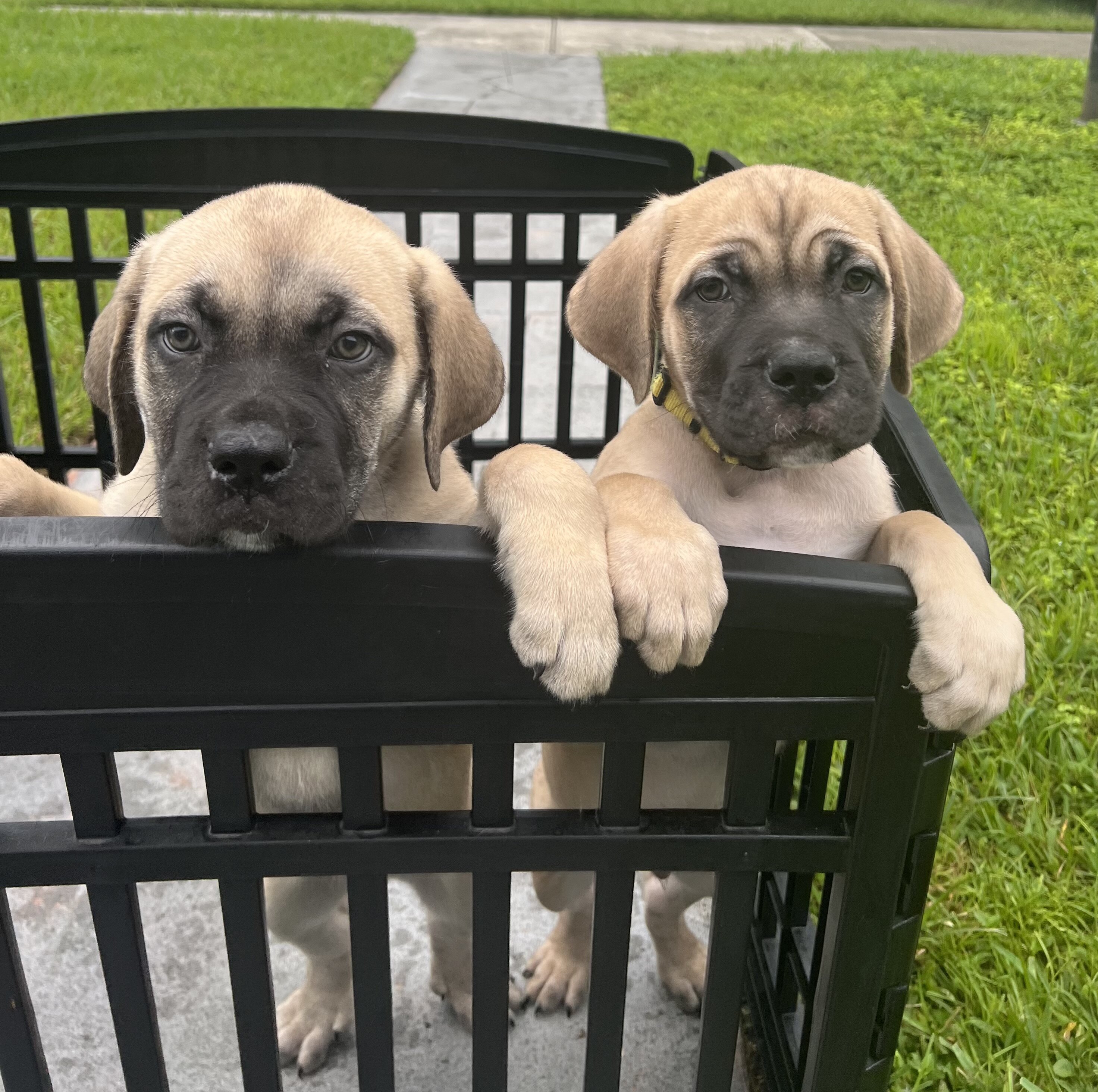 *DISCOUNTED* Cane Corso image 9