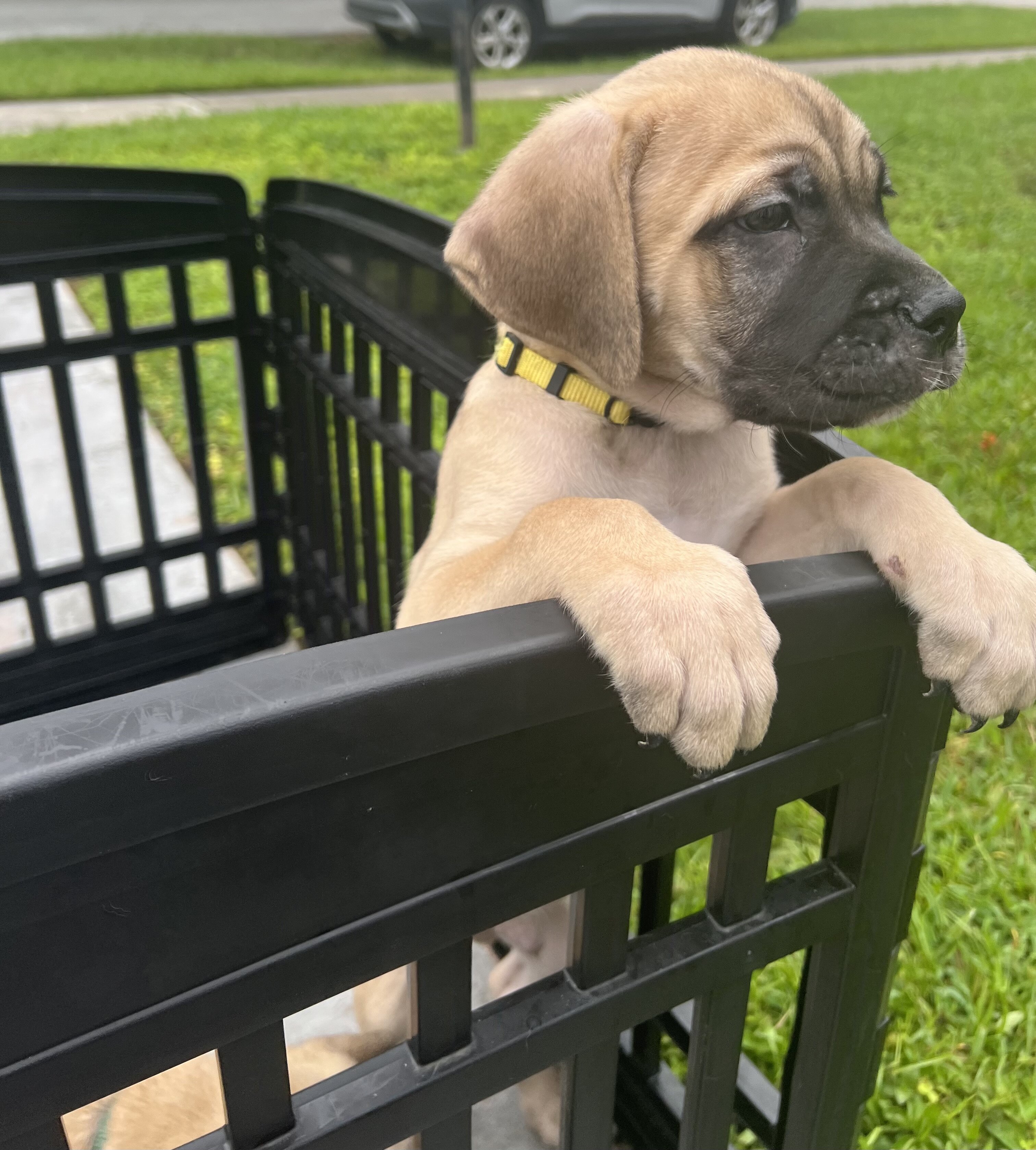 *DISCOUNTED* Cane Corso image 10