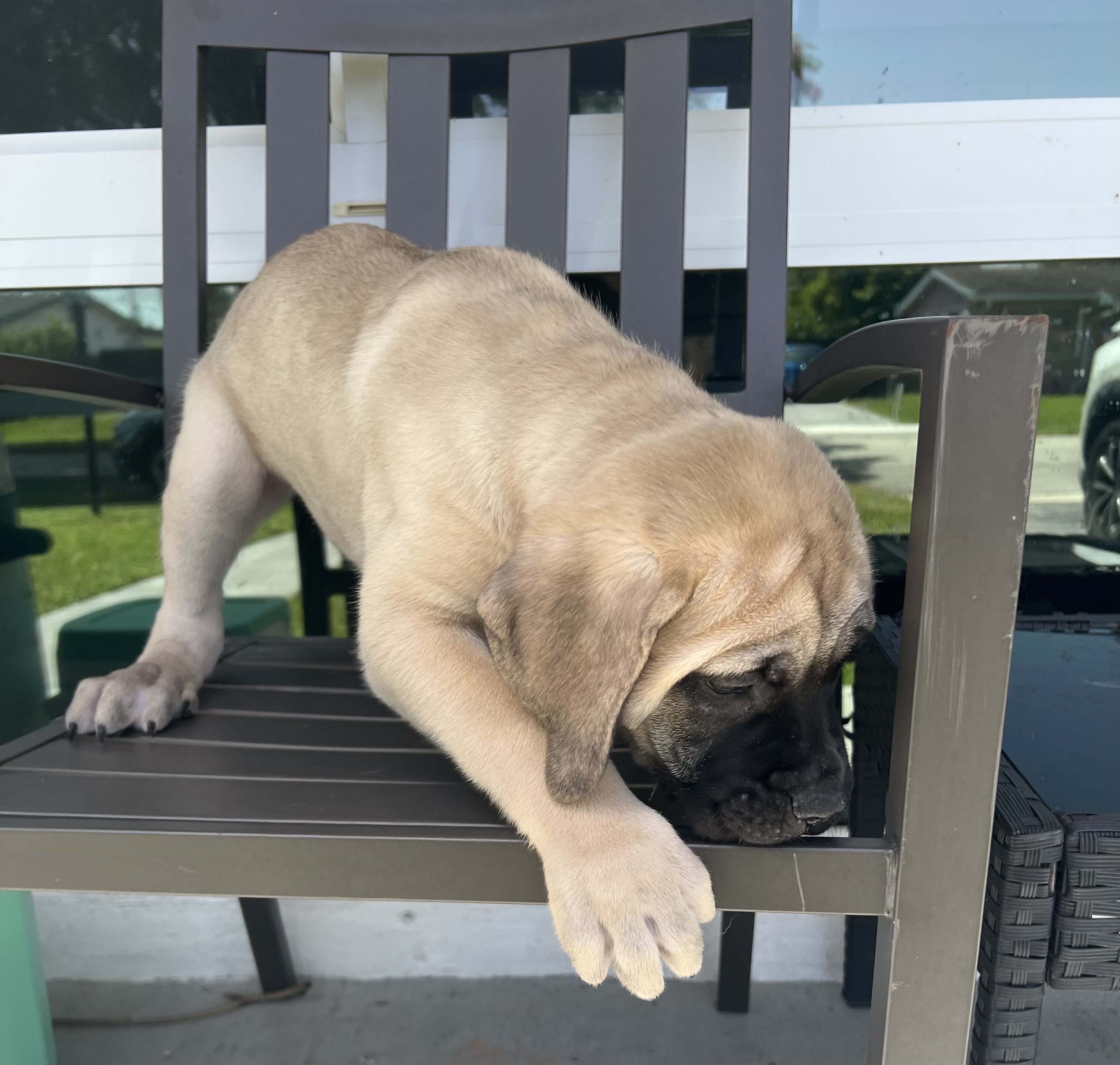 *DISCOUNTED* Cane Corso image 4