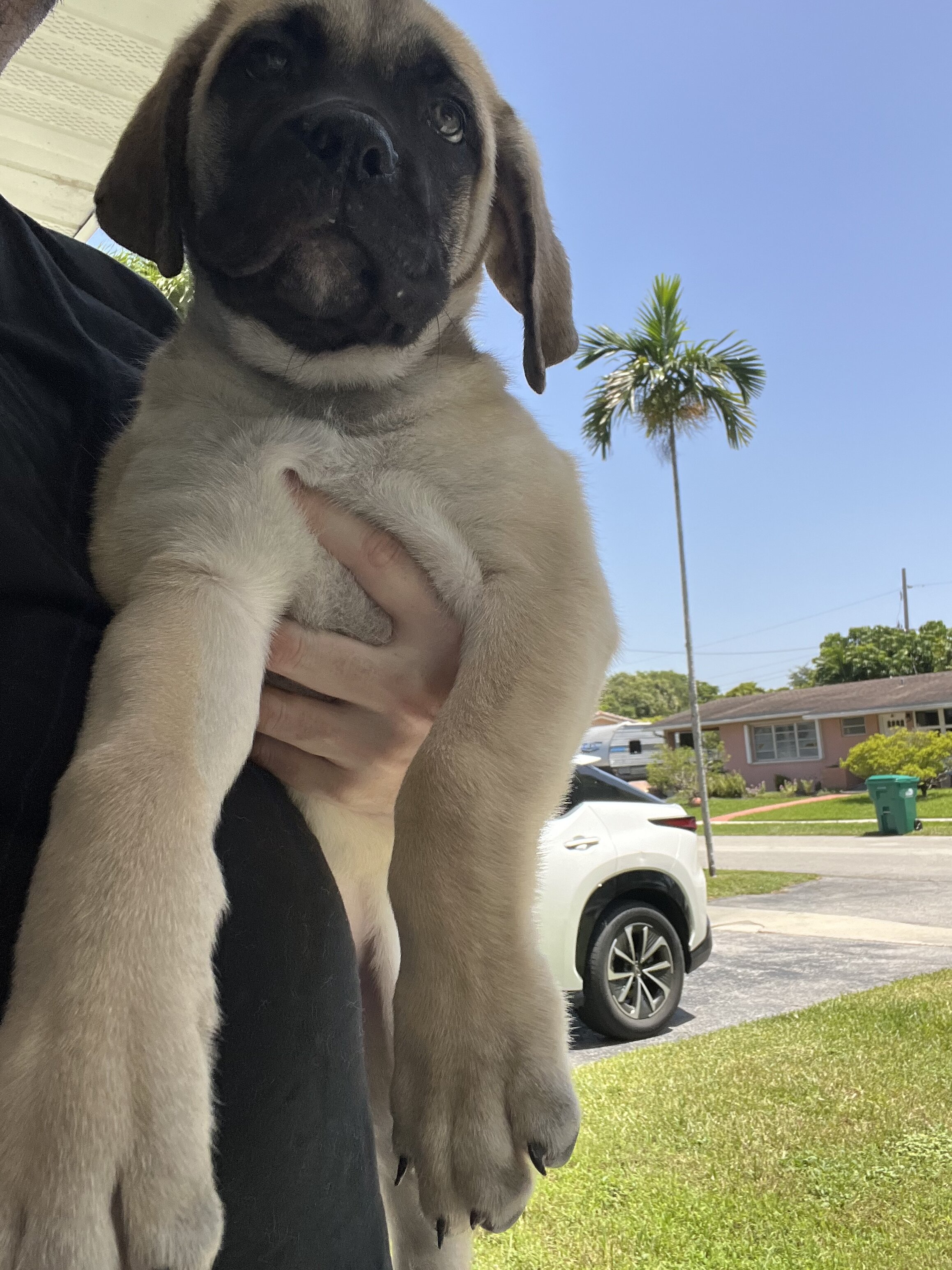 *DISCOUNTED* Cane Corso image 2