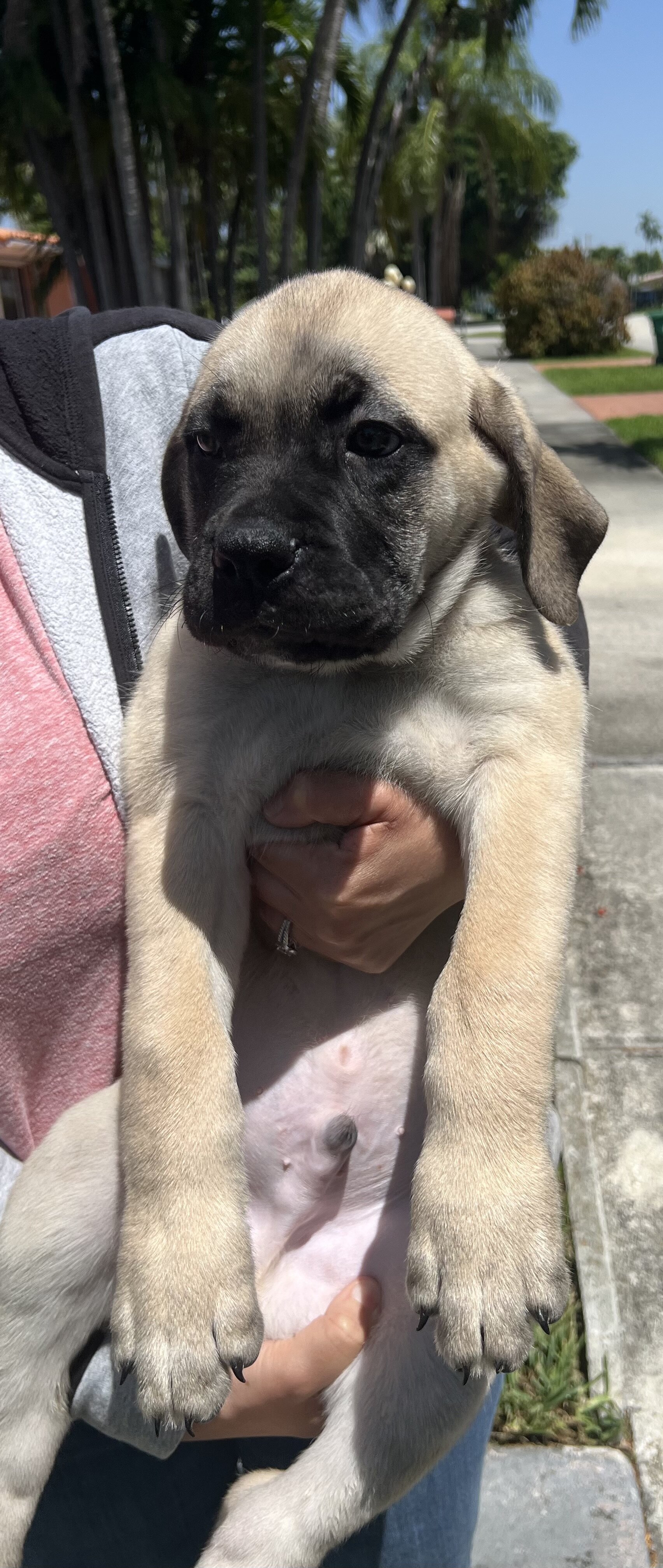*DISCOUNTED* Cane Corso image 3