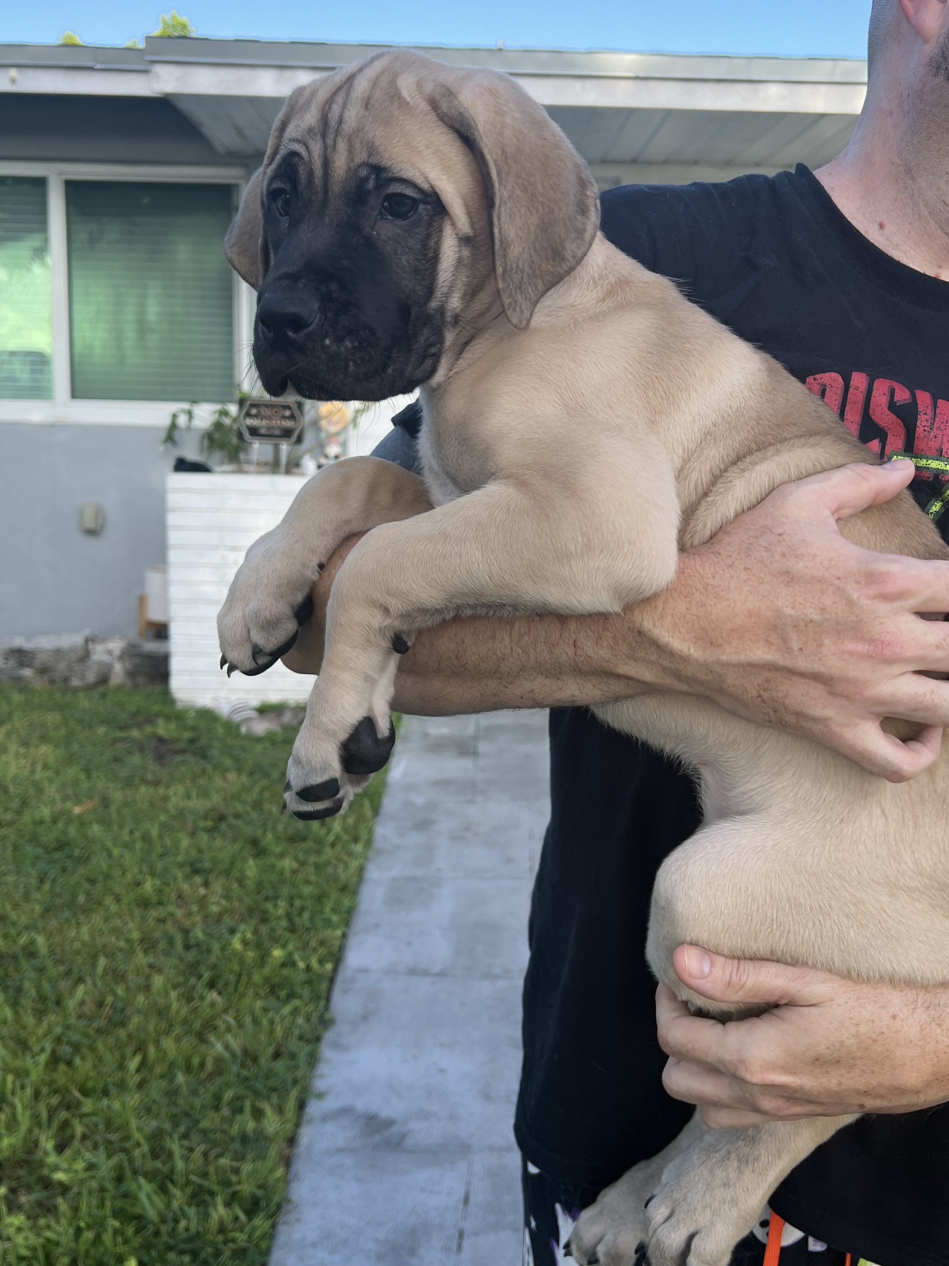 *DISCOUNTED* Cane Corso image 1