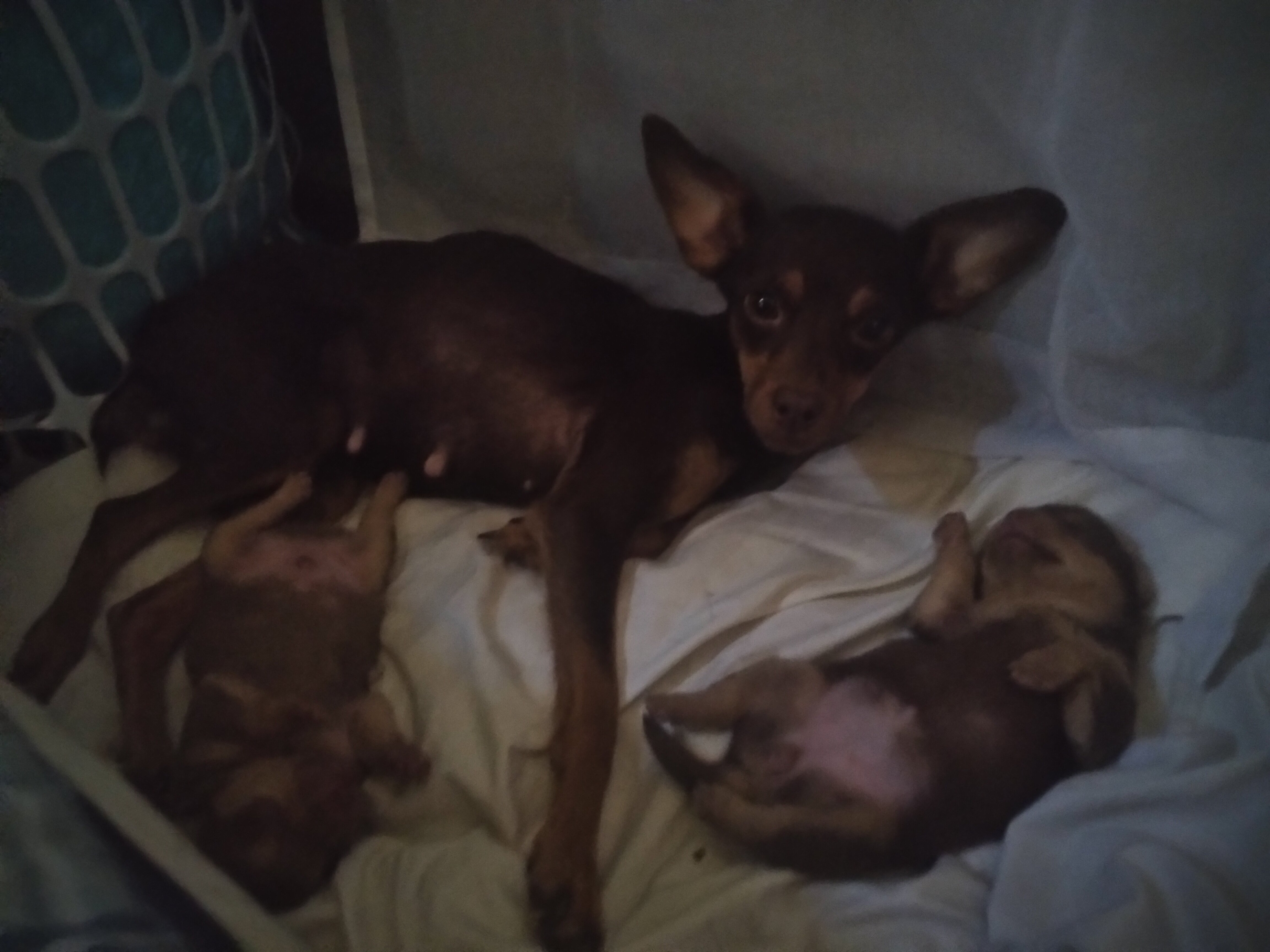 PUPPYS image 6