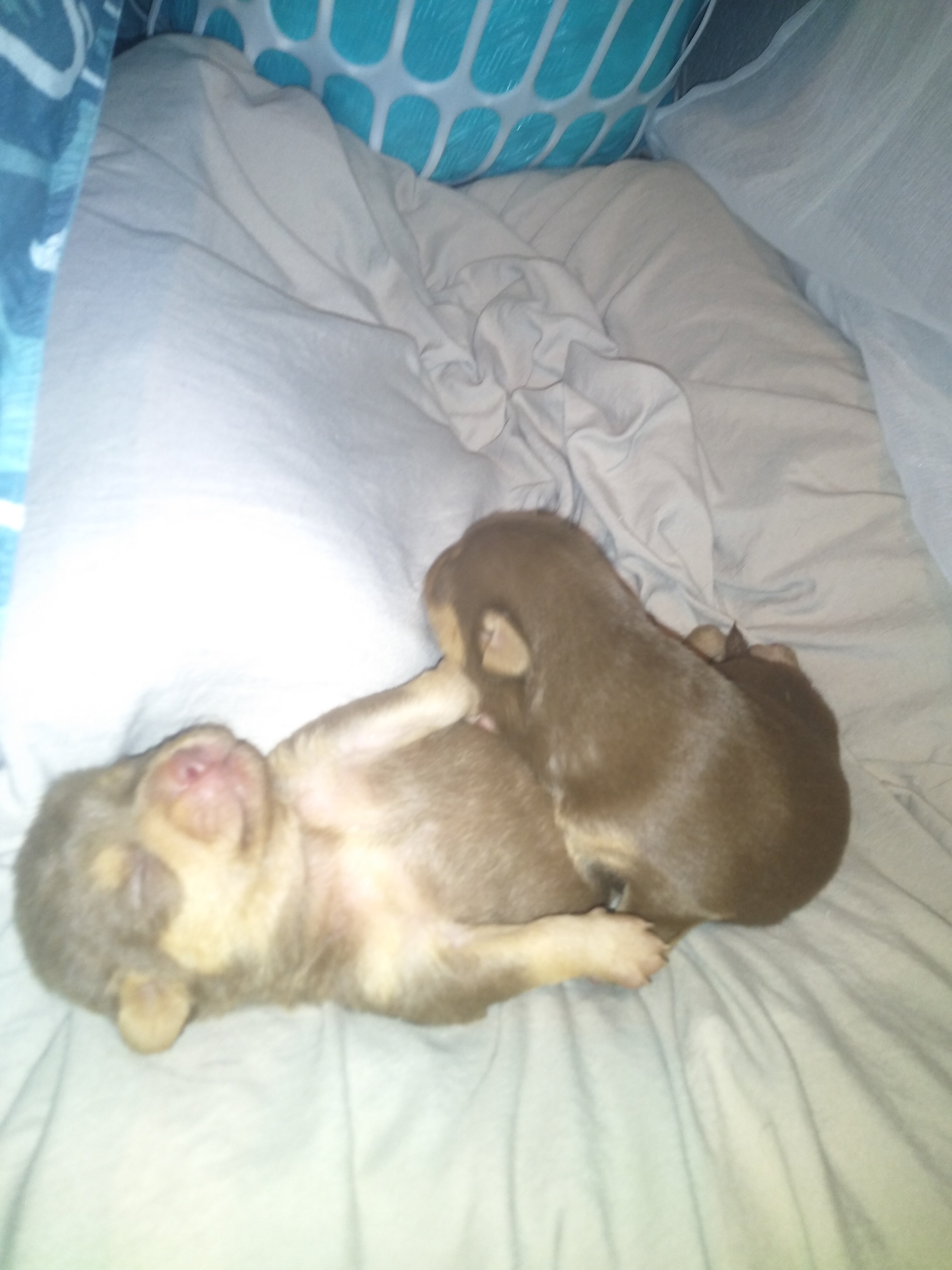 PUPPYS image 4