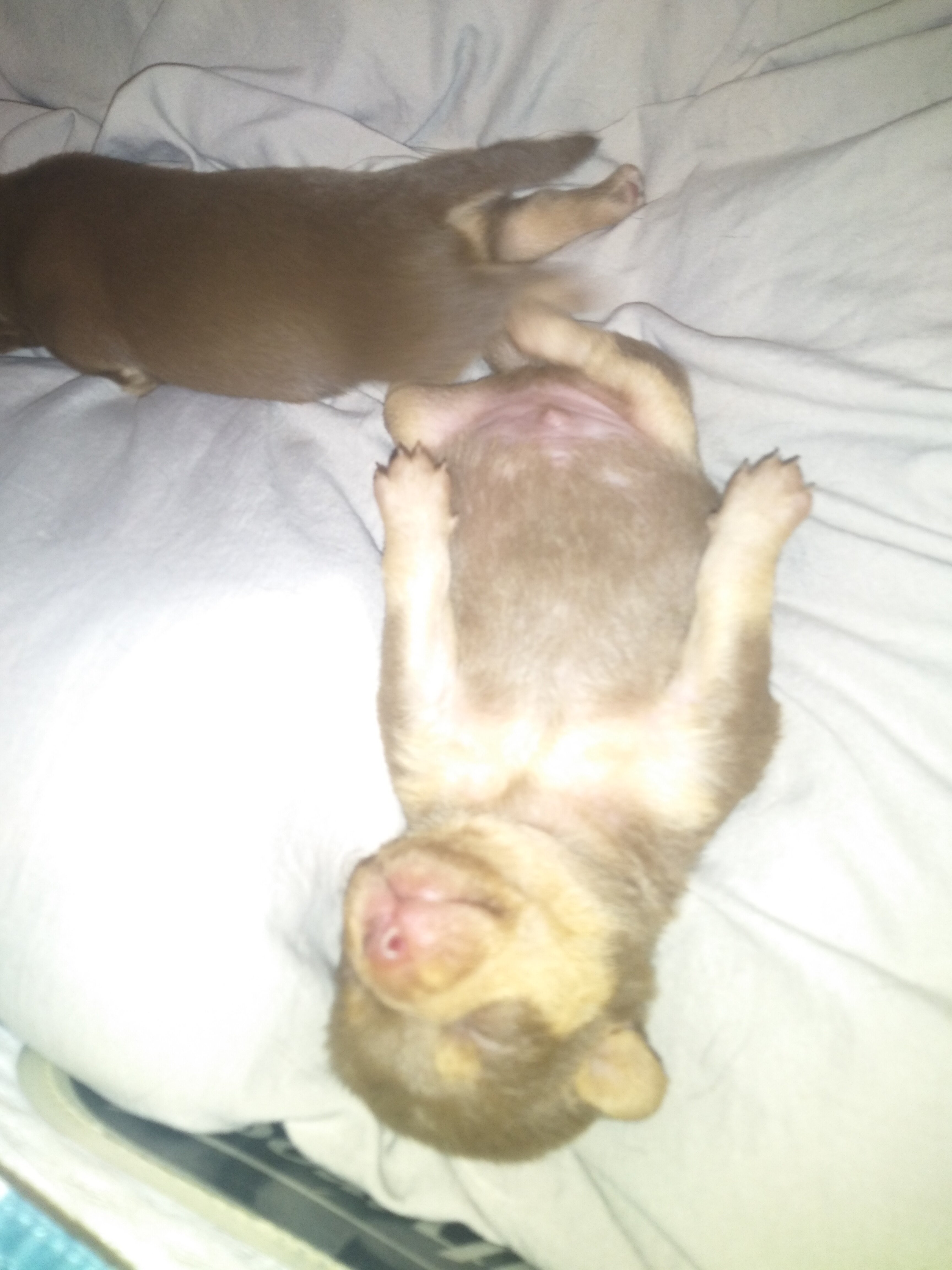 PUPPYS image 3