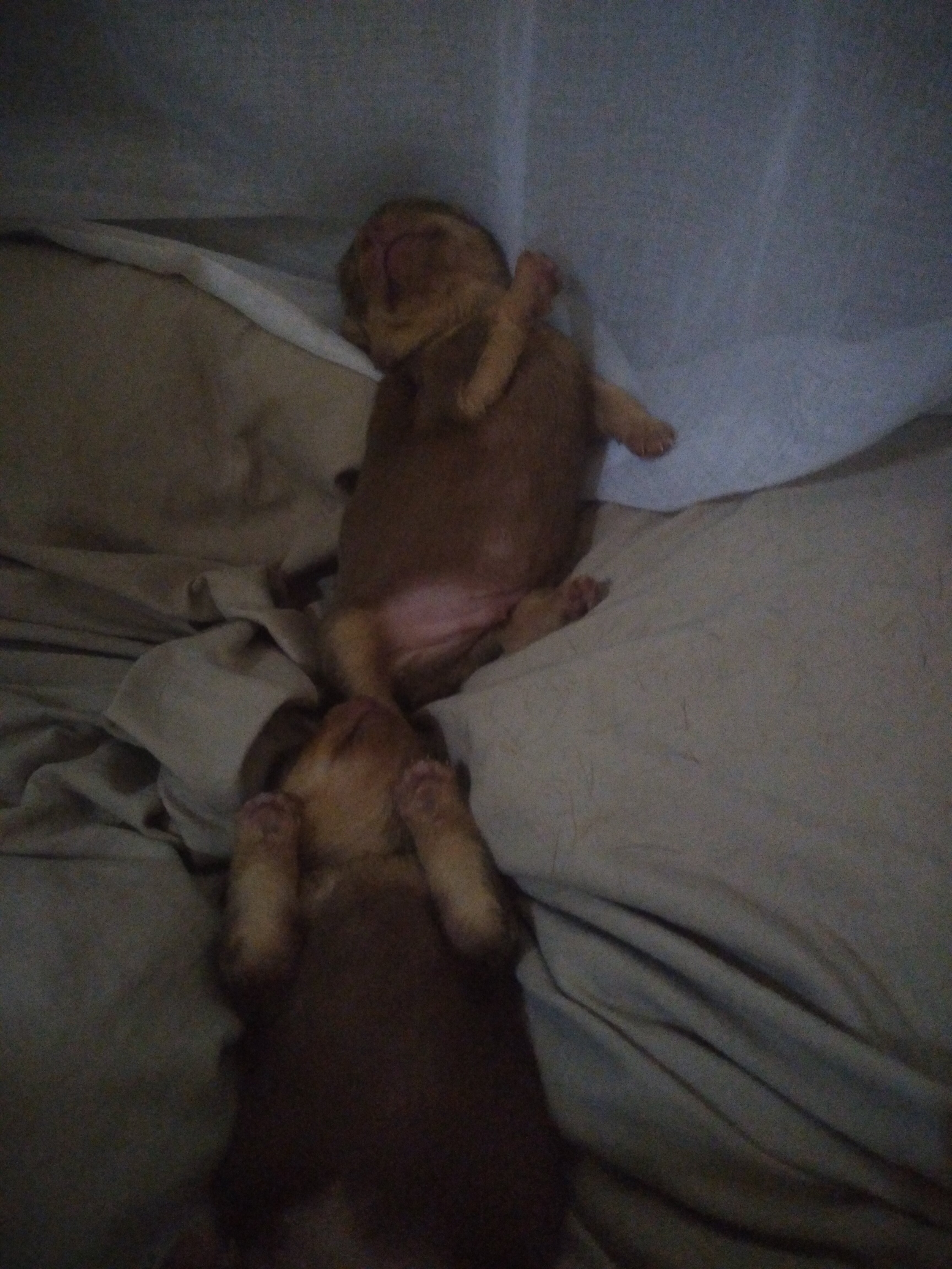 PUPPYS image 2