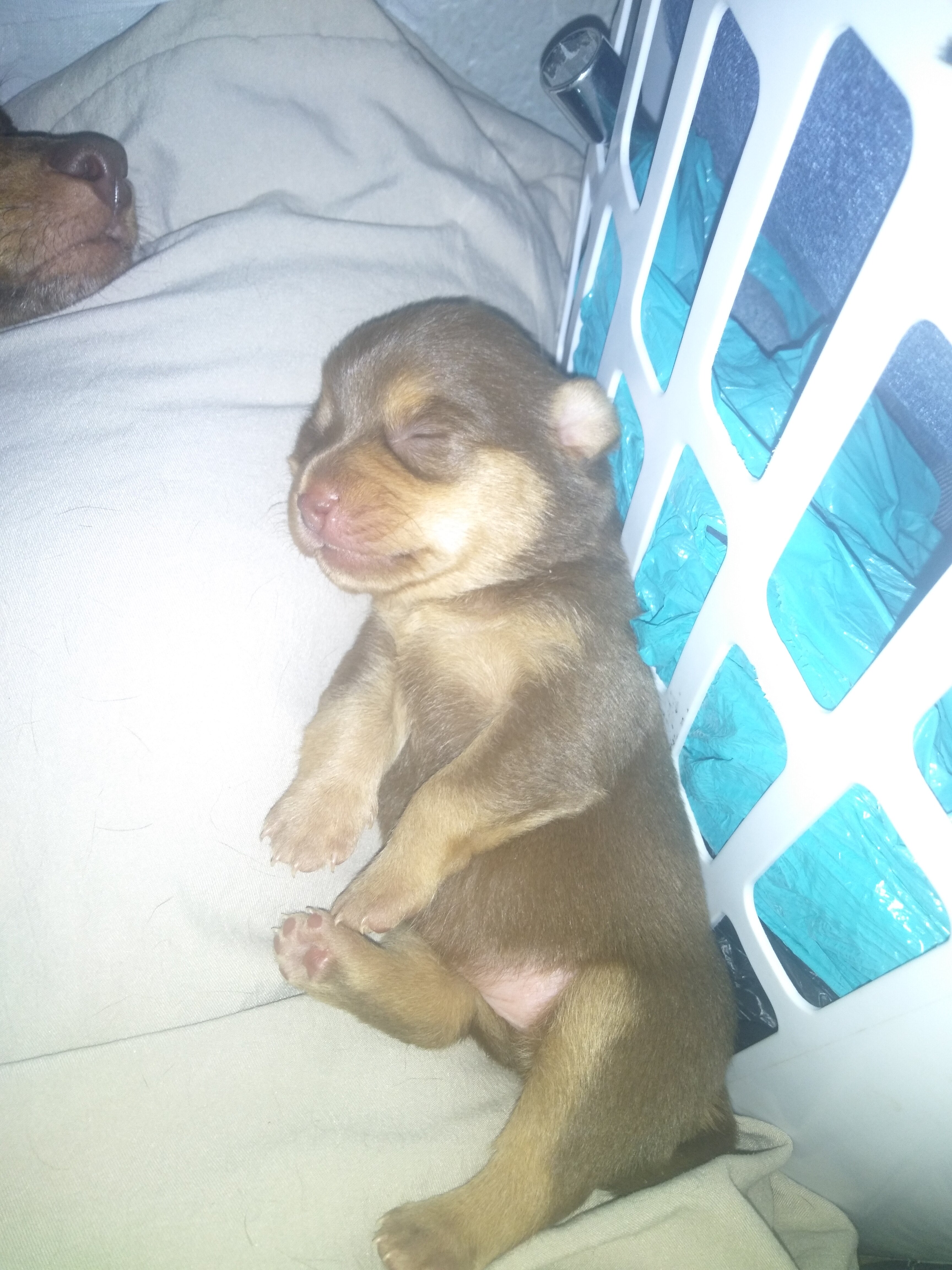 PUPPYS image 1