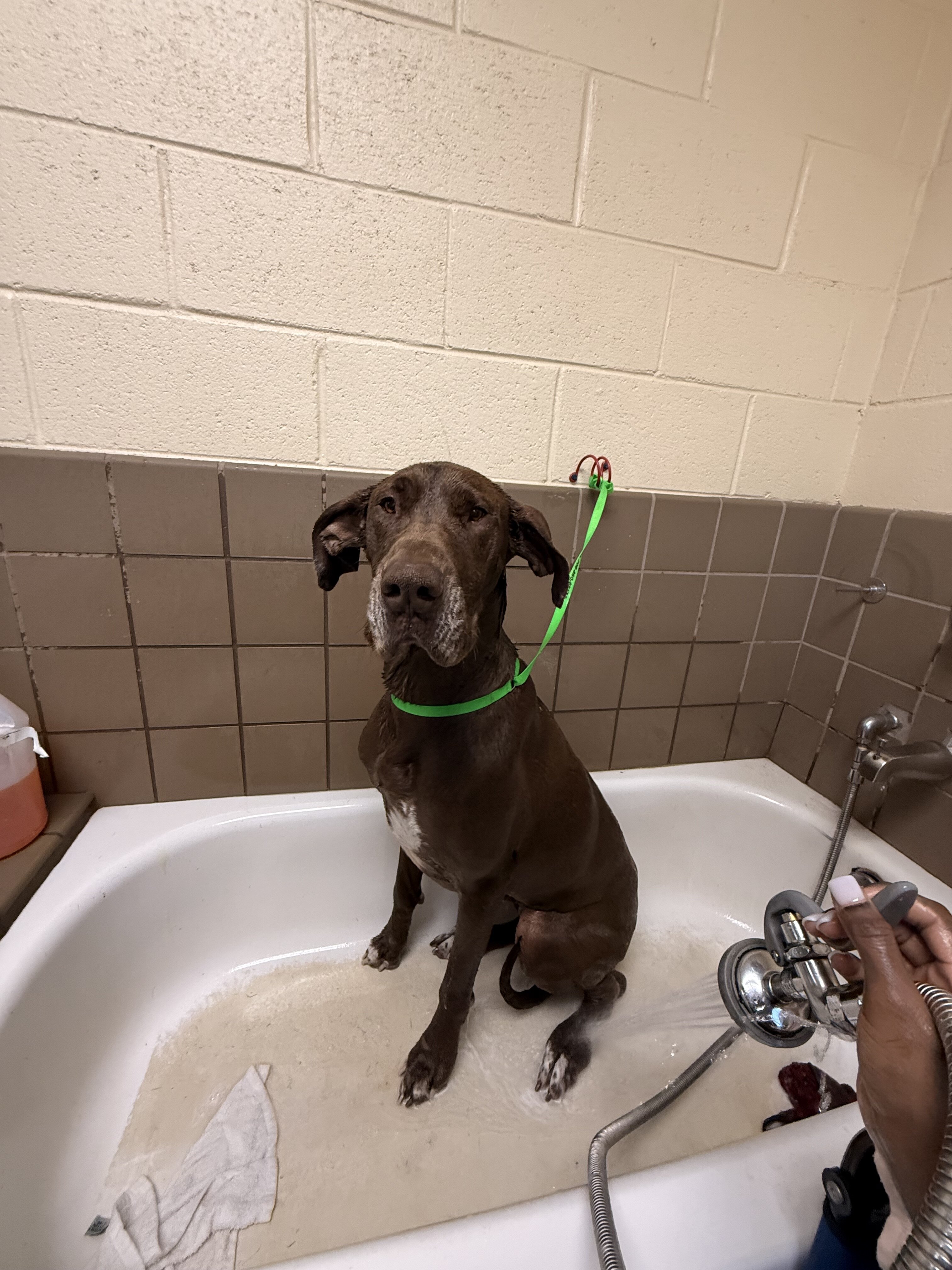 Spayed Female Great Dane image 2