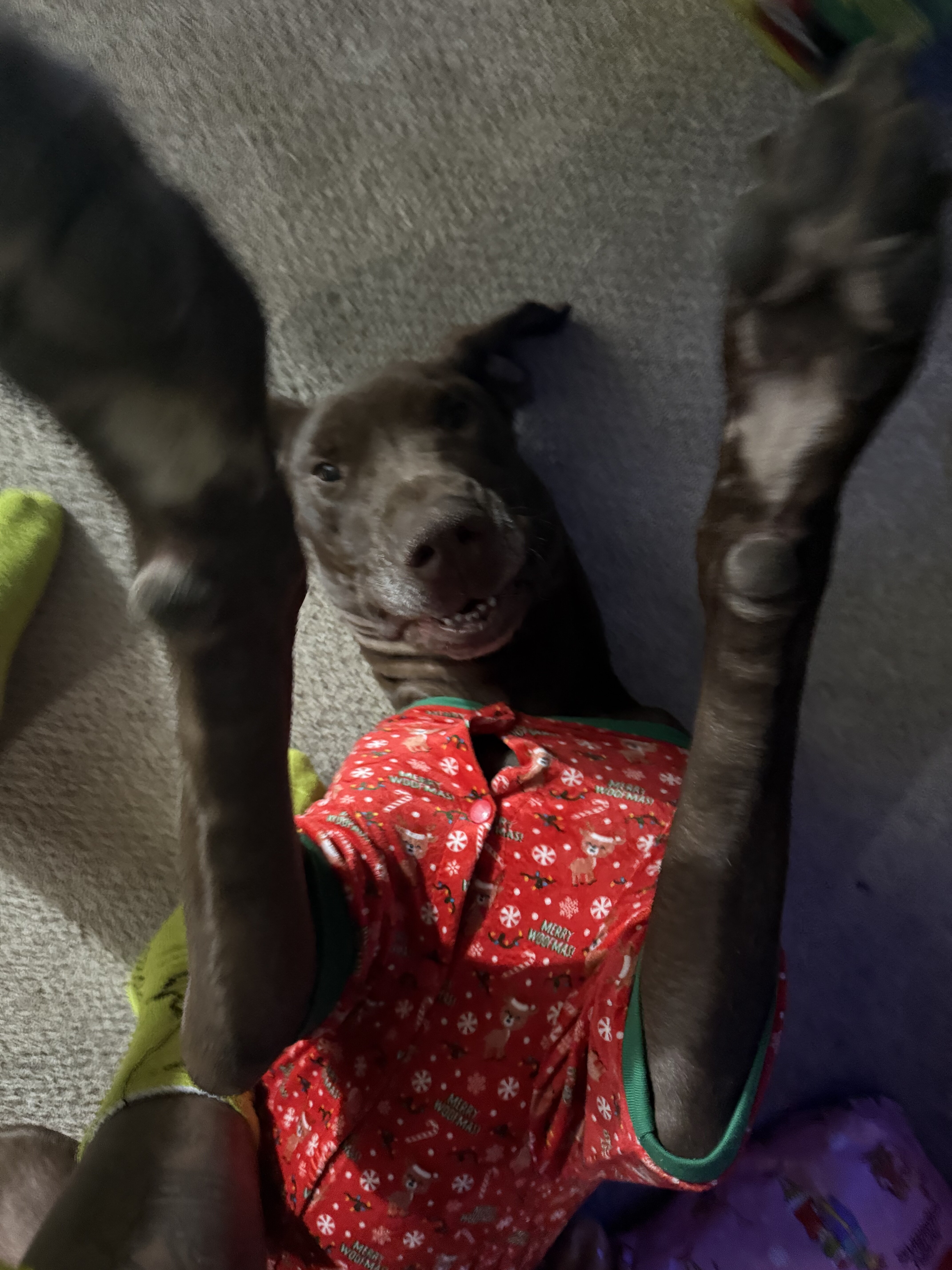 Spayed Female Great Dane image 3