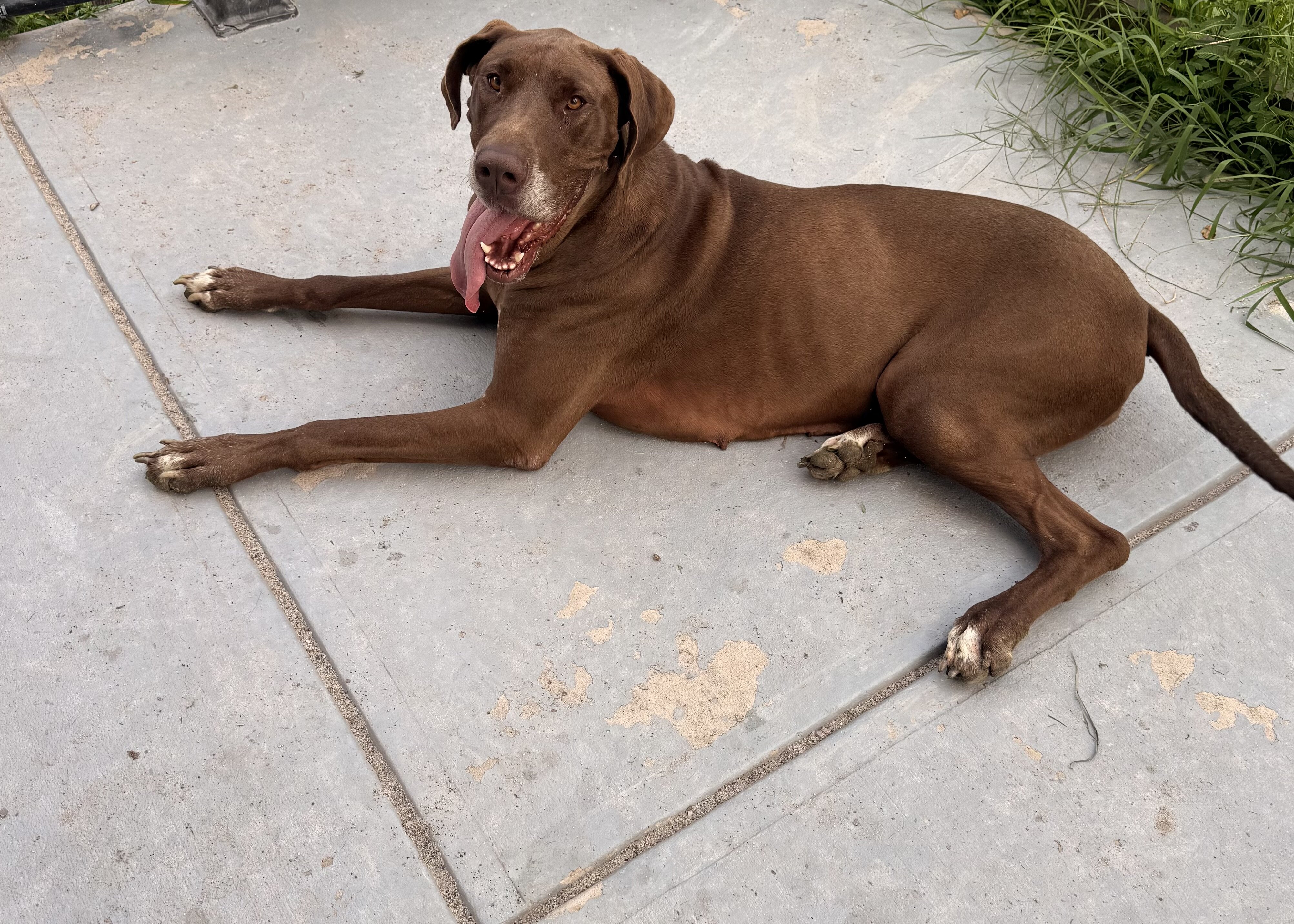 Spayed Female Great Dane image 1