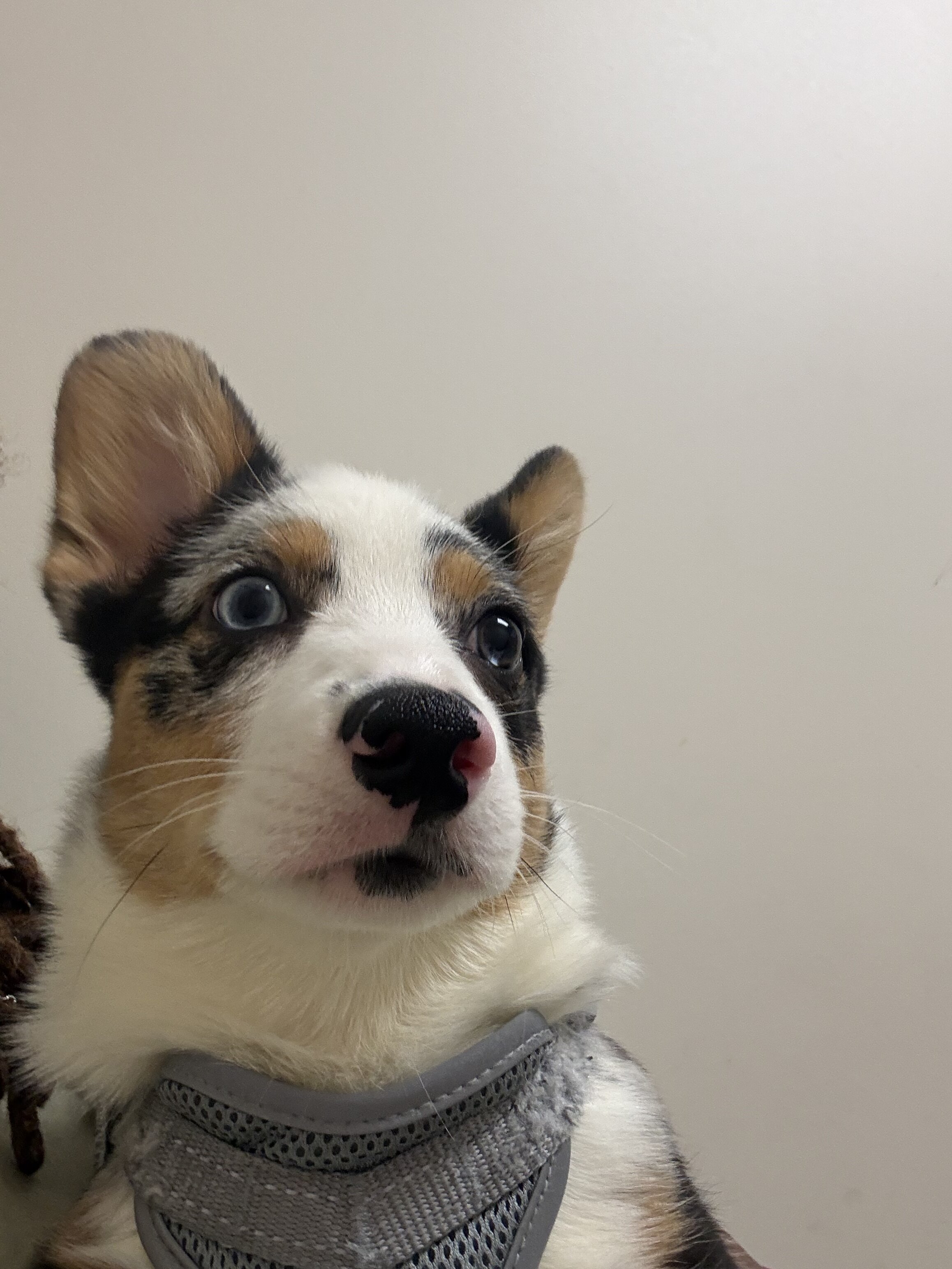 My sweet corgi puppy image 2