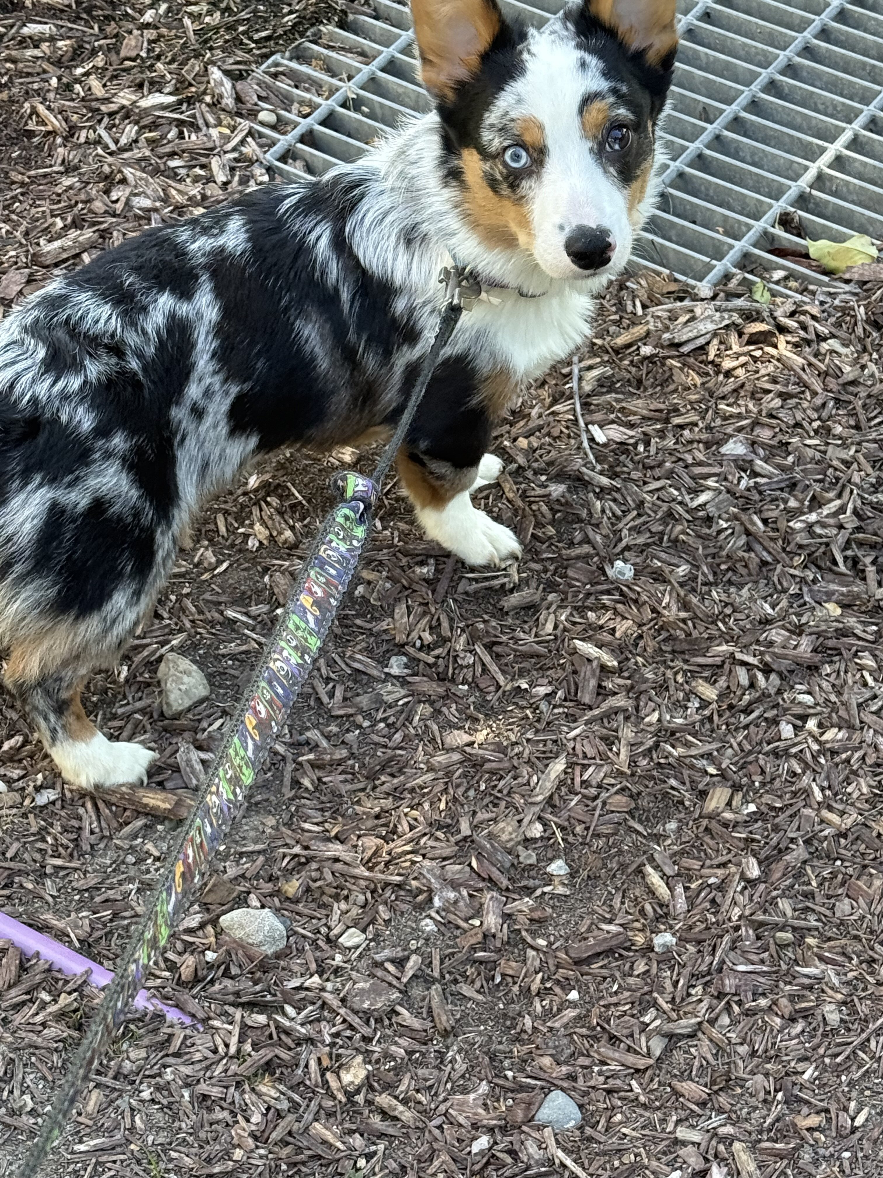 My sweet corgi puppy image 1