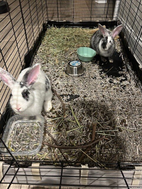 Two Rabbits For Sale image 1