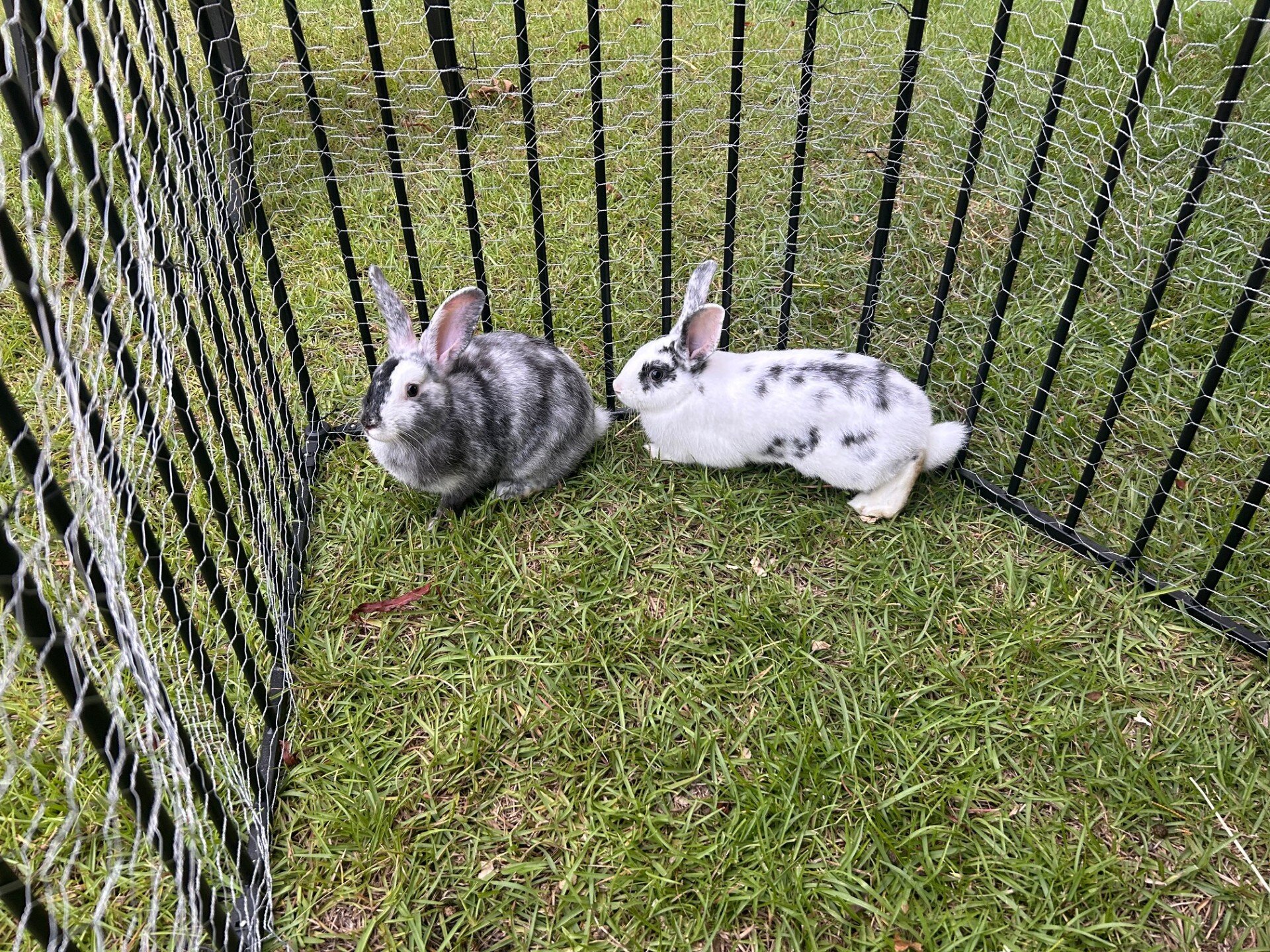 Two Rabbits For Sale image 3
