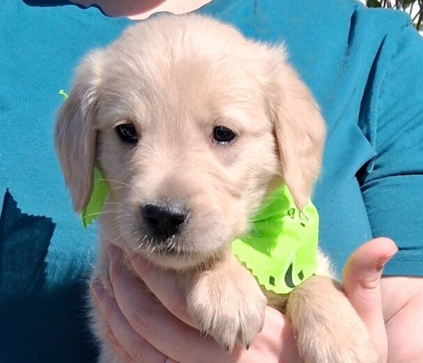 Golden Retriever image 1